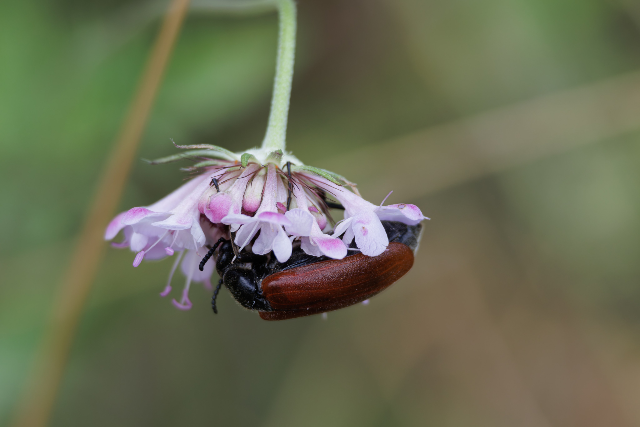 გასეირნება წავკისიდან ვაკის პარკამდე. FramefreeMan