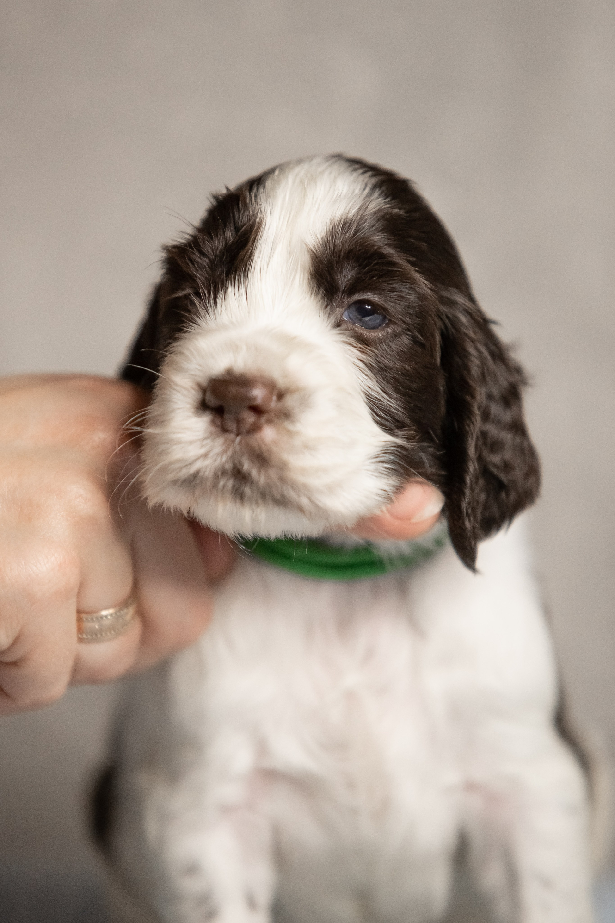 Male — Green collar 💚. Website of the titled stud dog of the Springer Spaniel breed