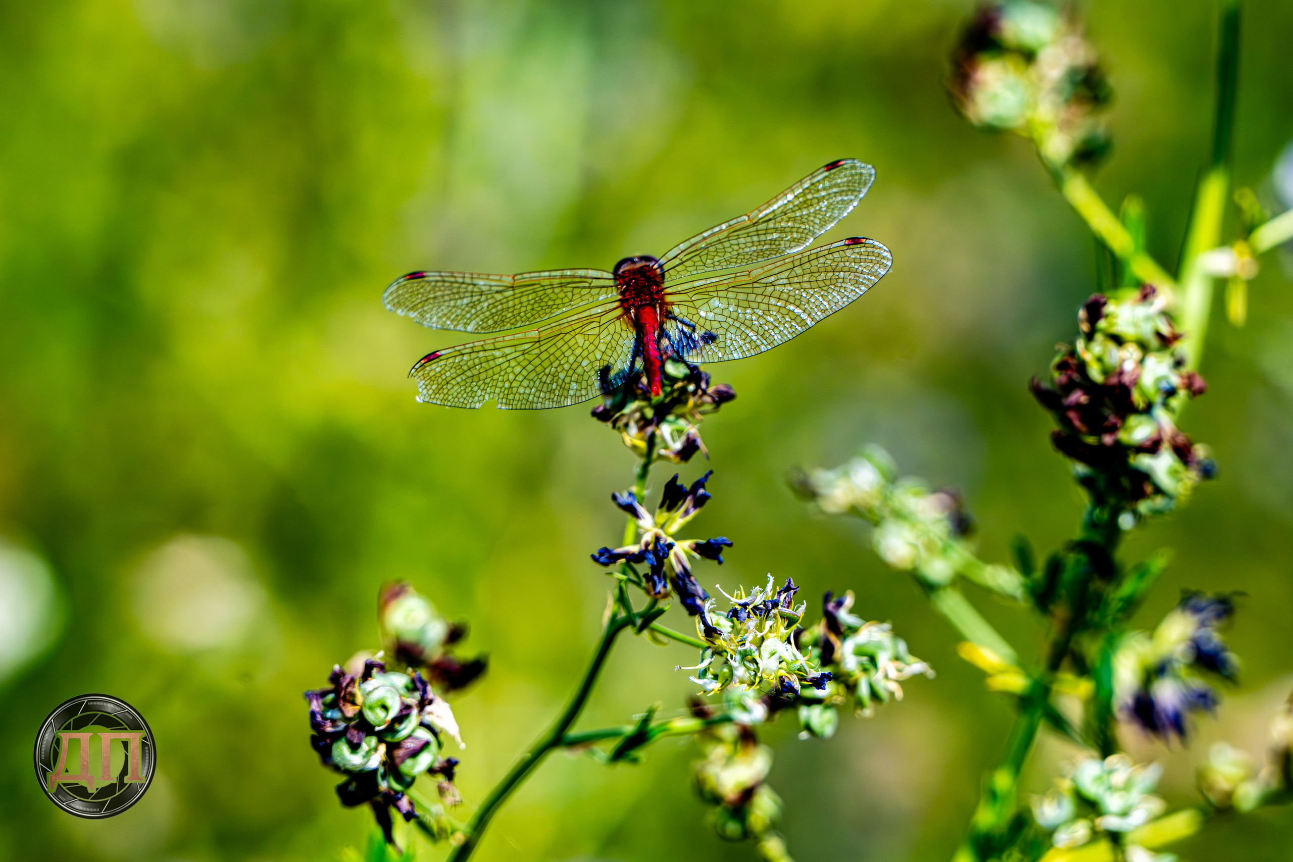 Danil Prikhodko Photography