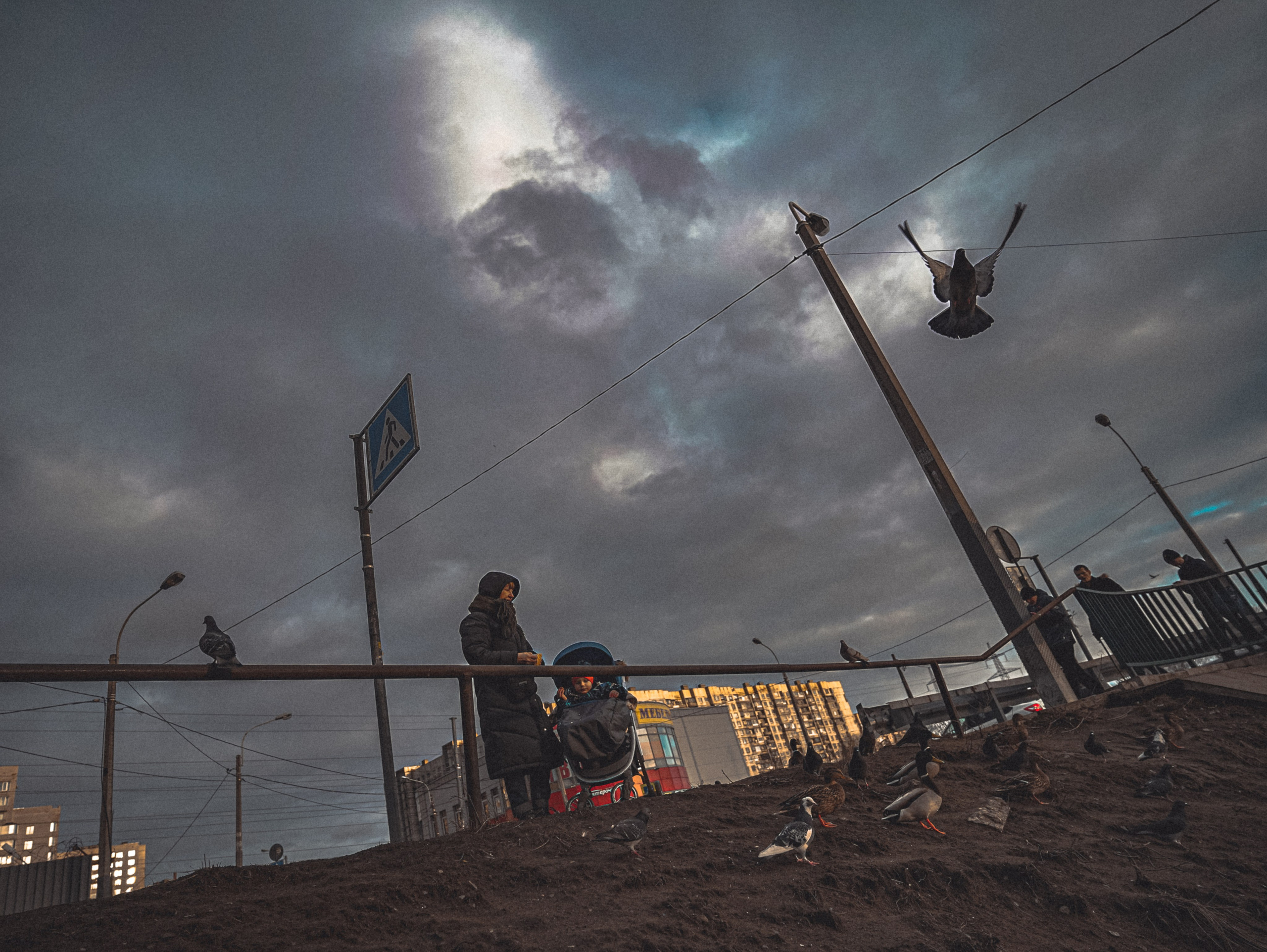 Пернатый психоз. Стрит-фотография, полная абсурда, идиотизма и красоты