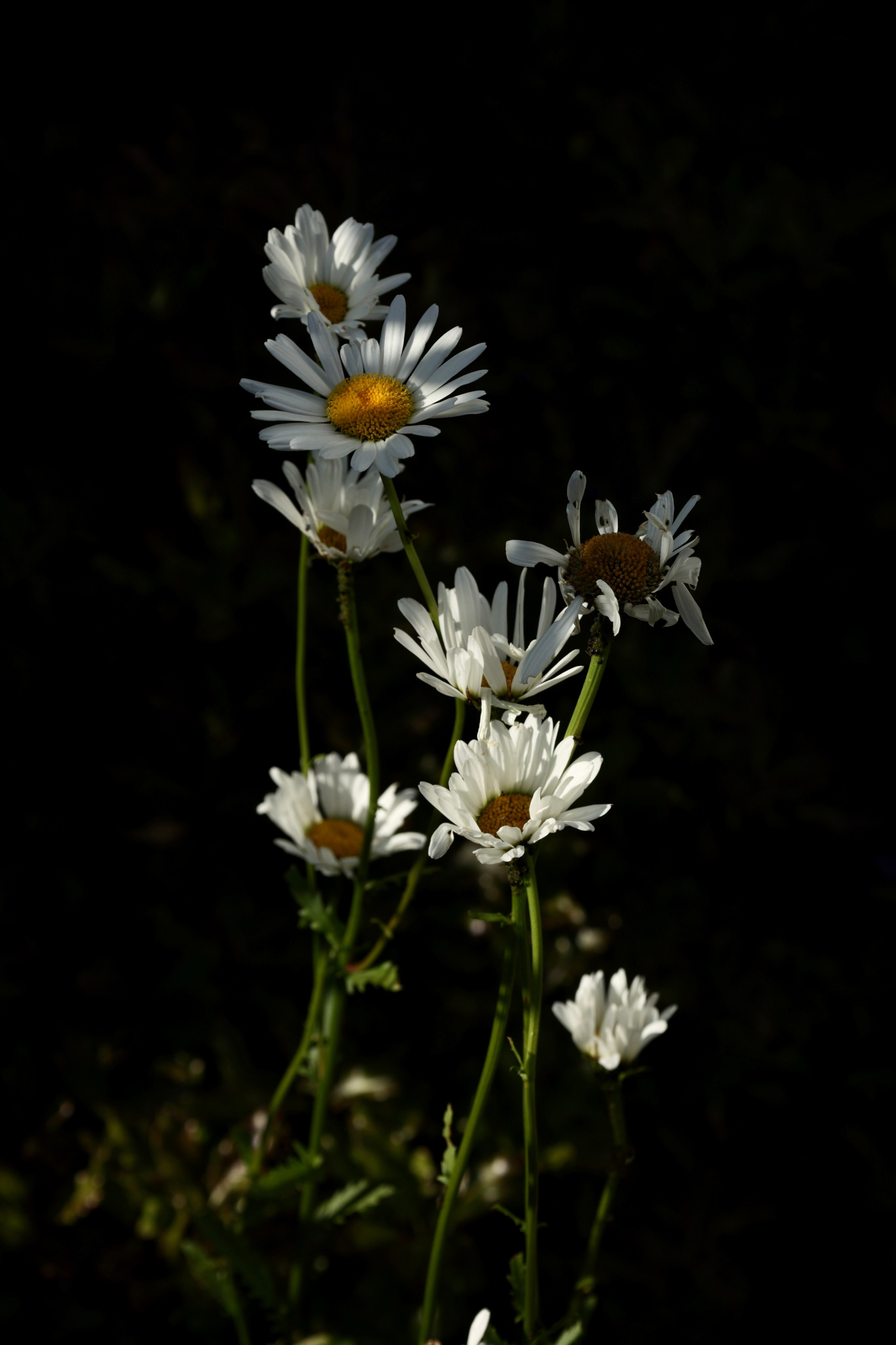 Publications Iconic-Dehazed. Couples and portraits photographer Wimbledon London