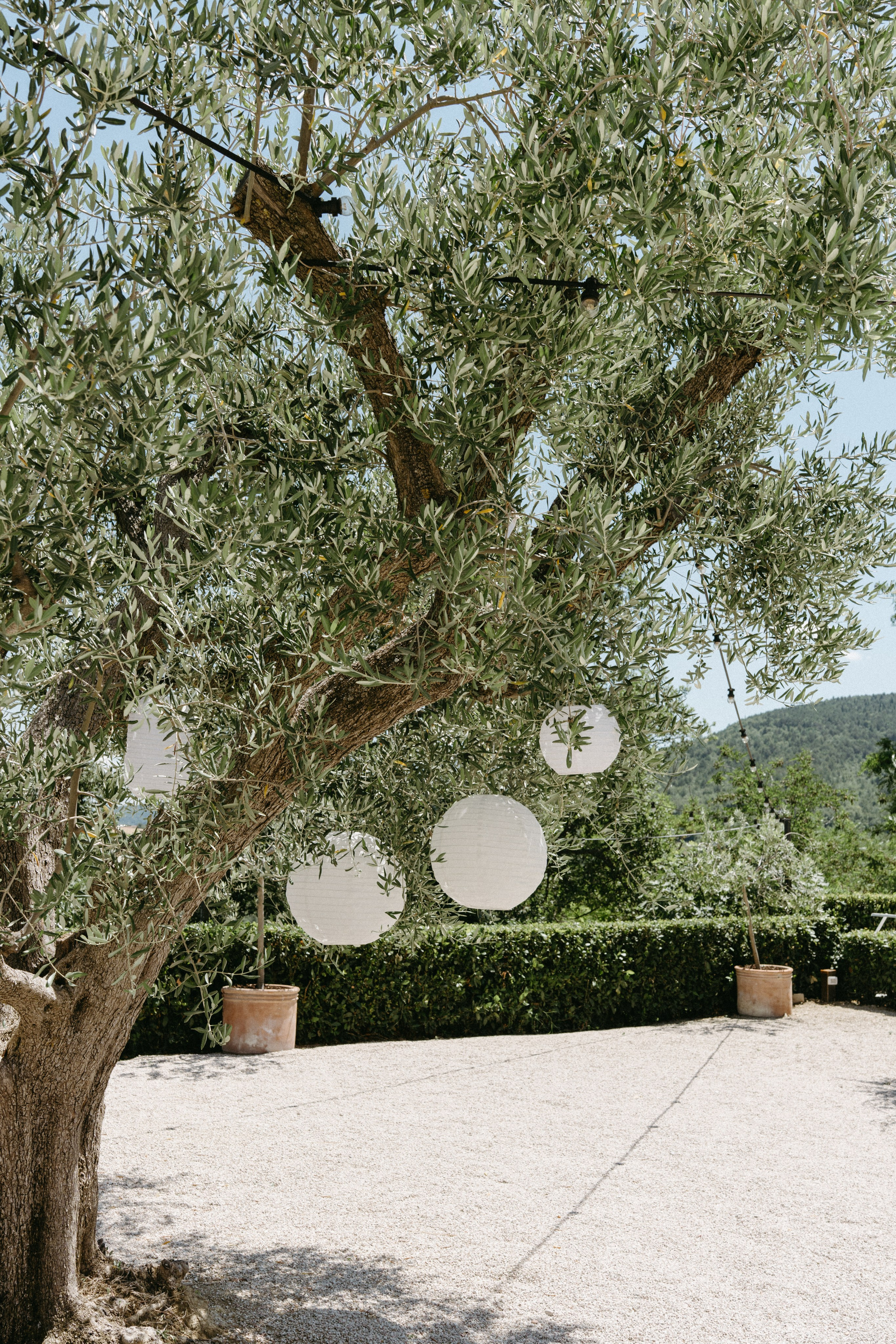 Sofia&Falk. Весільний фотограф Вікторія Саврук