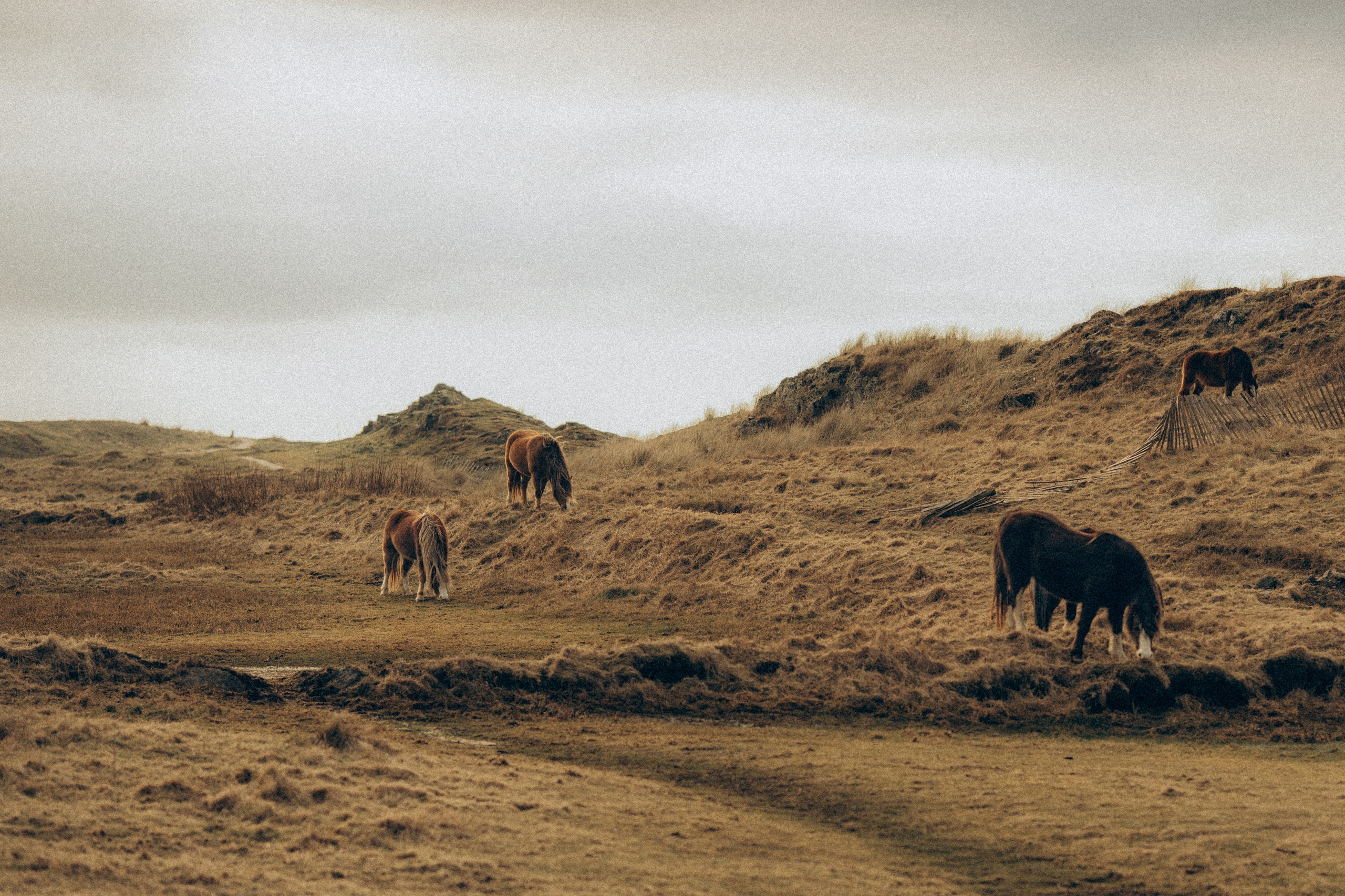 M & C session in Wales. Tania Gandrabur, photographer in West Midlands, England