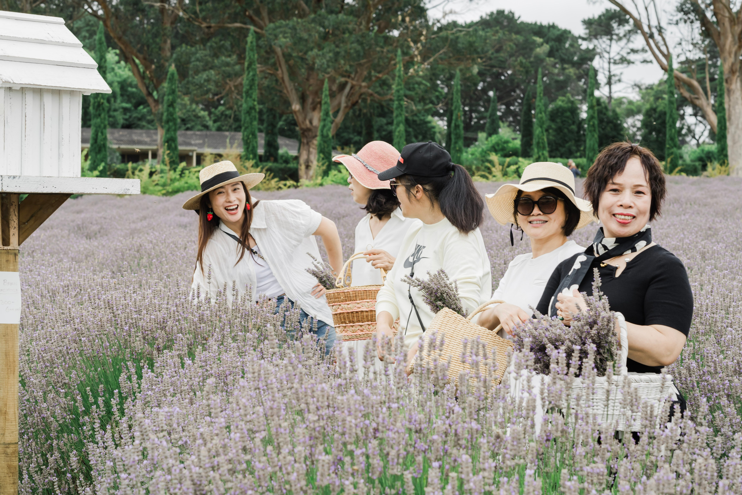 Anna & Friends @ Redhill Lavender Fields. Cindy Law | Vacation & Lifestyle Photographer in Melbourne