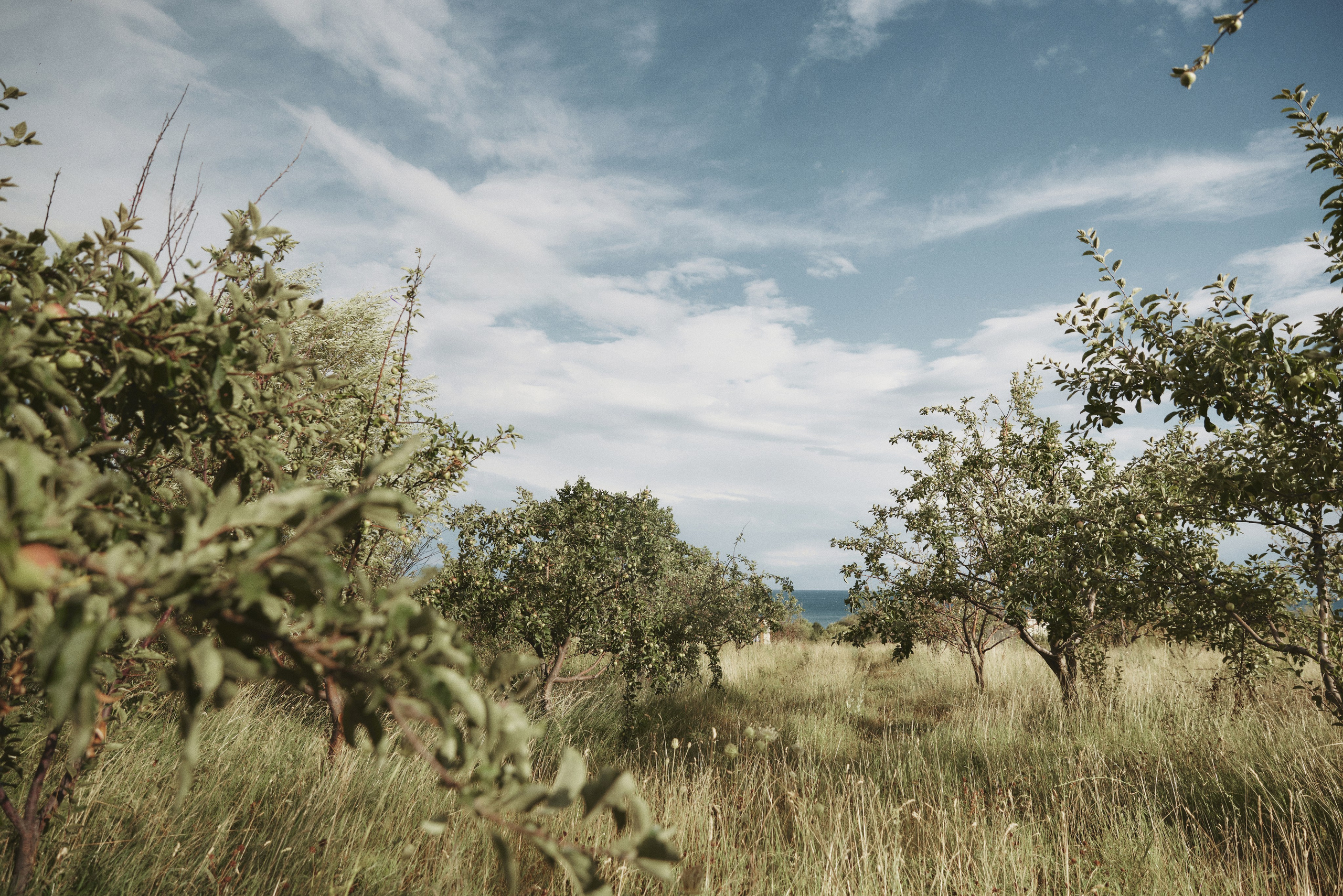 Анзу. Валерия Вартанова. Фотограф