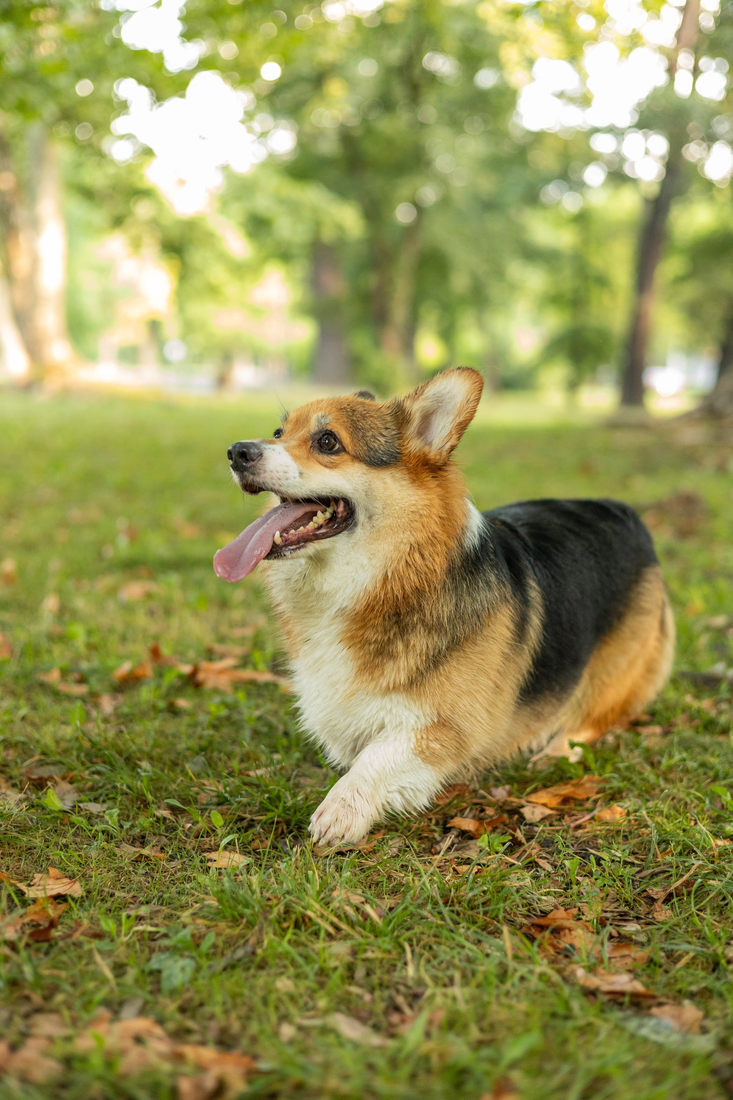 Мария и Санти. Фотограф-анималист | Белград