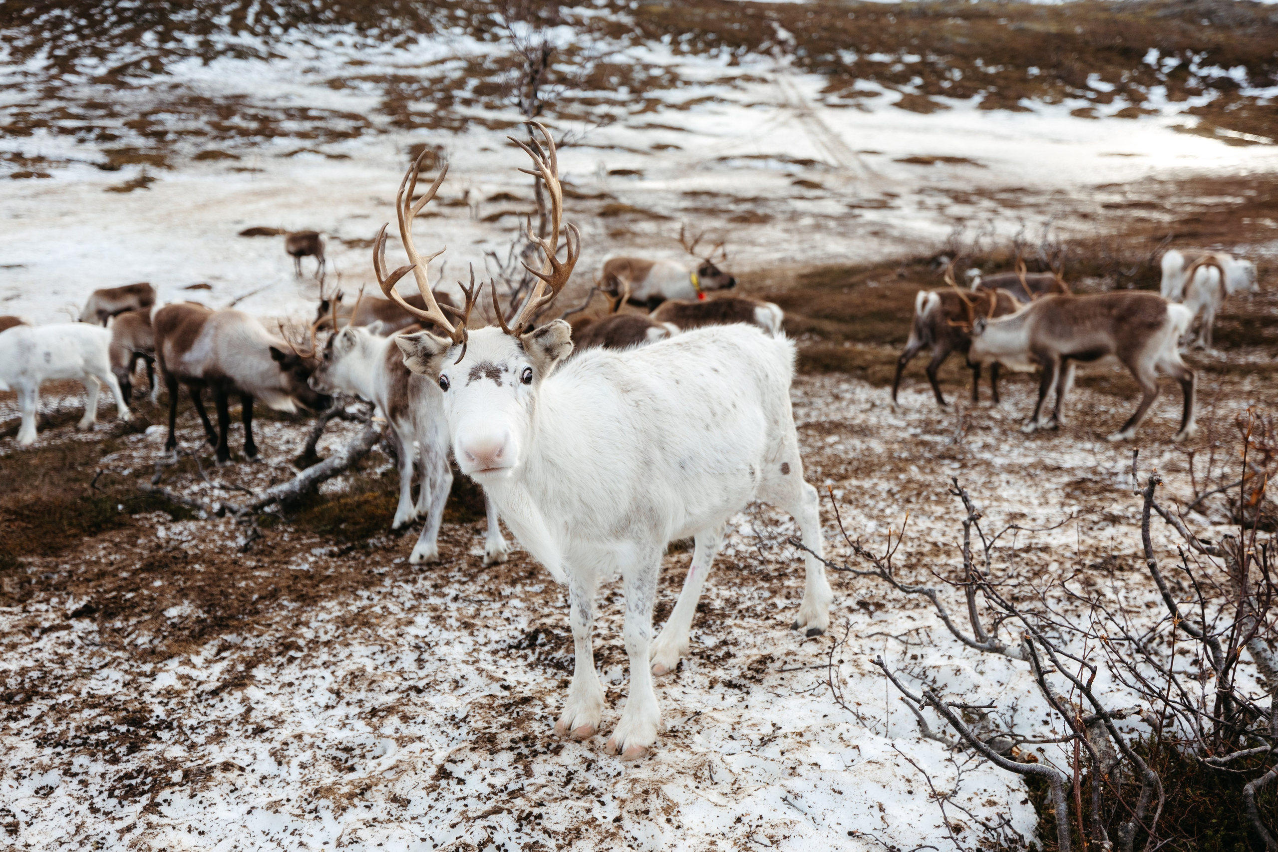 Tromso. Marius Ciocan