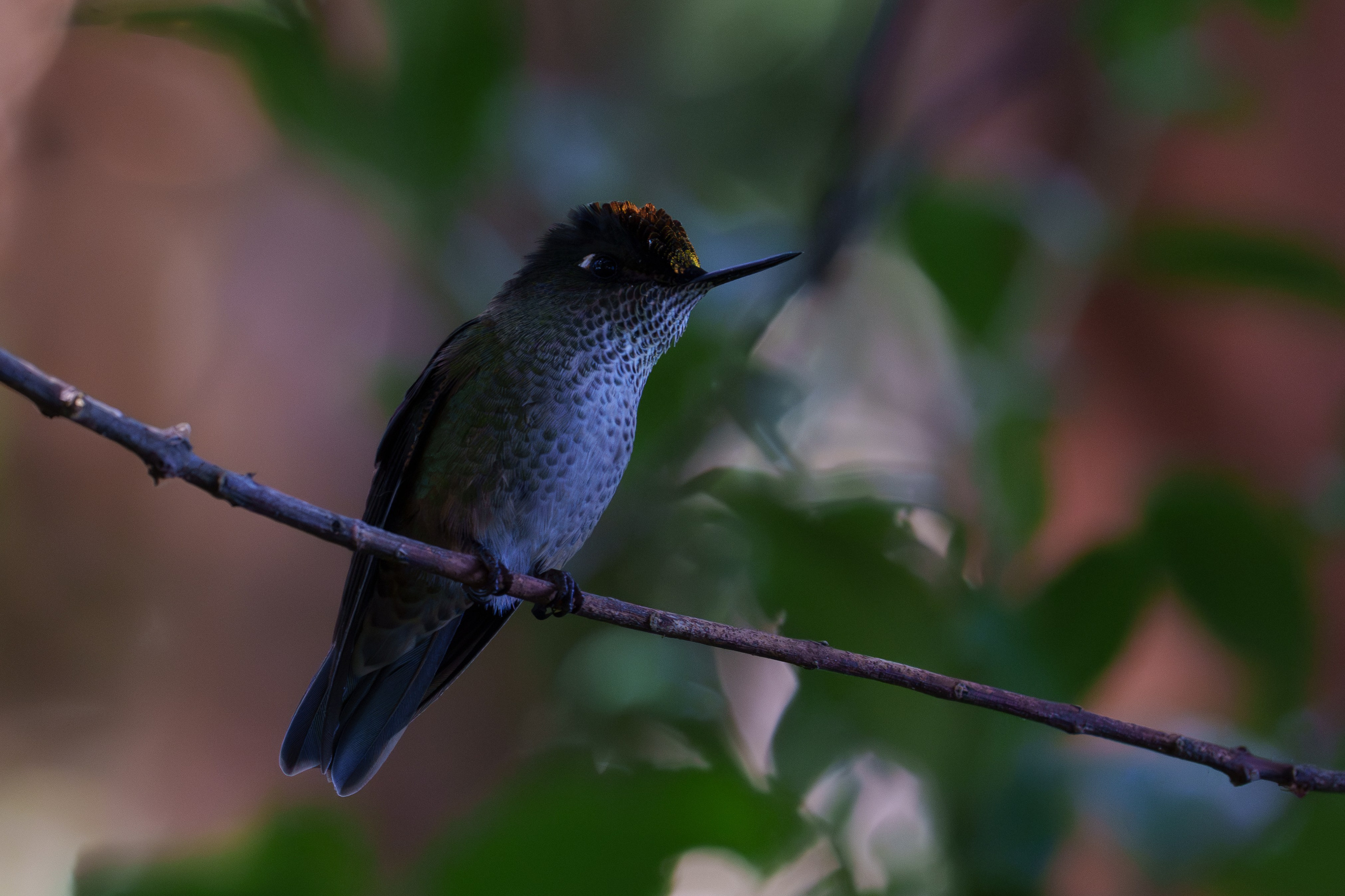 Fauna. Fotografía del día a día. Yuri Marín C