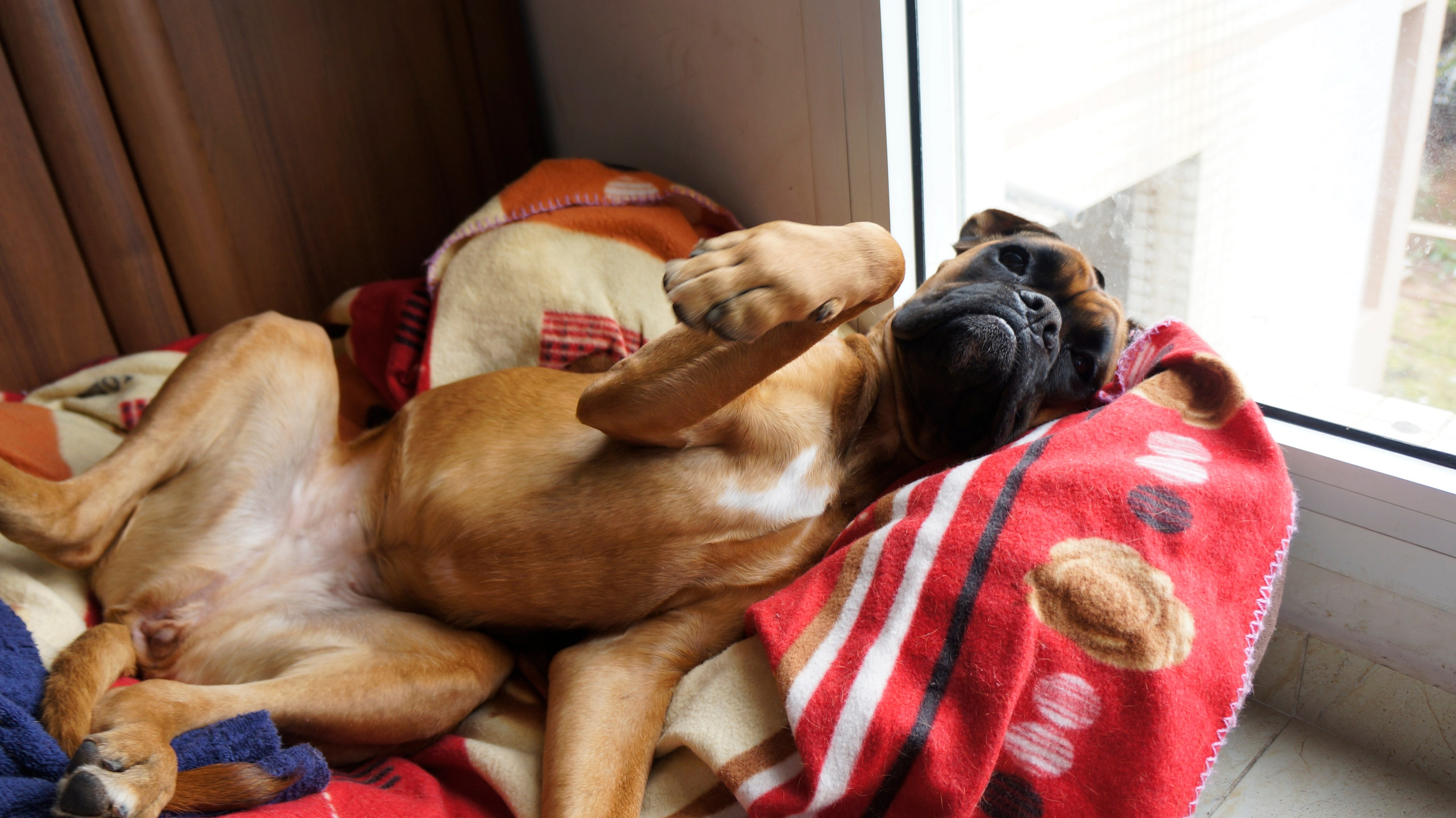 My ״Star״ Boxer Dog