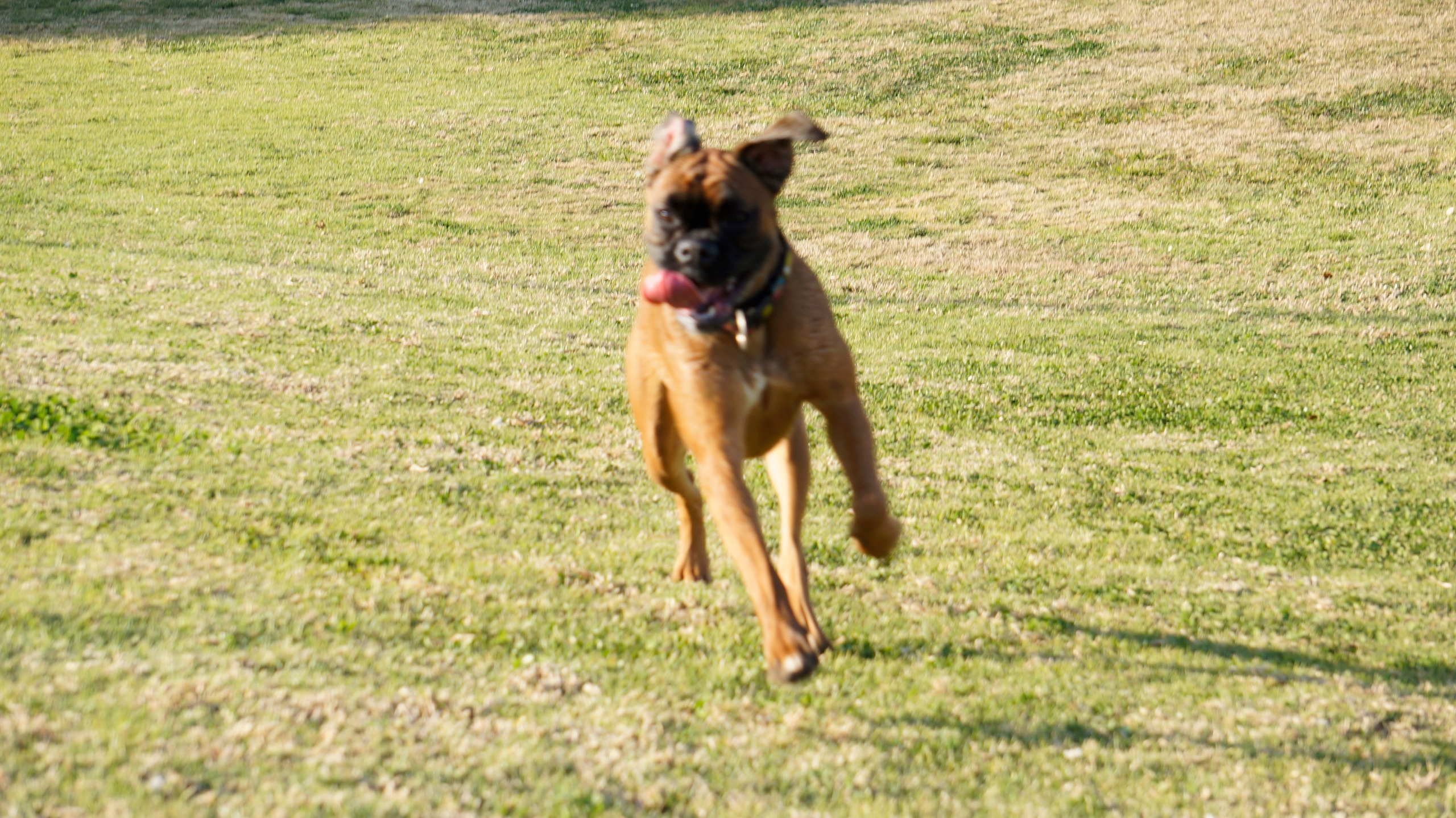 My ״Star״ Boxer Dog