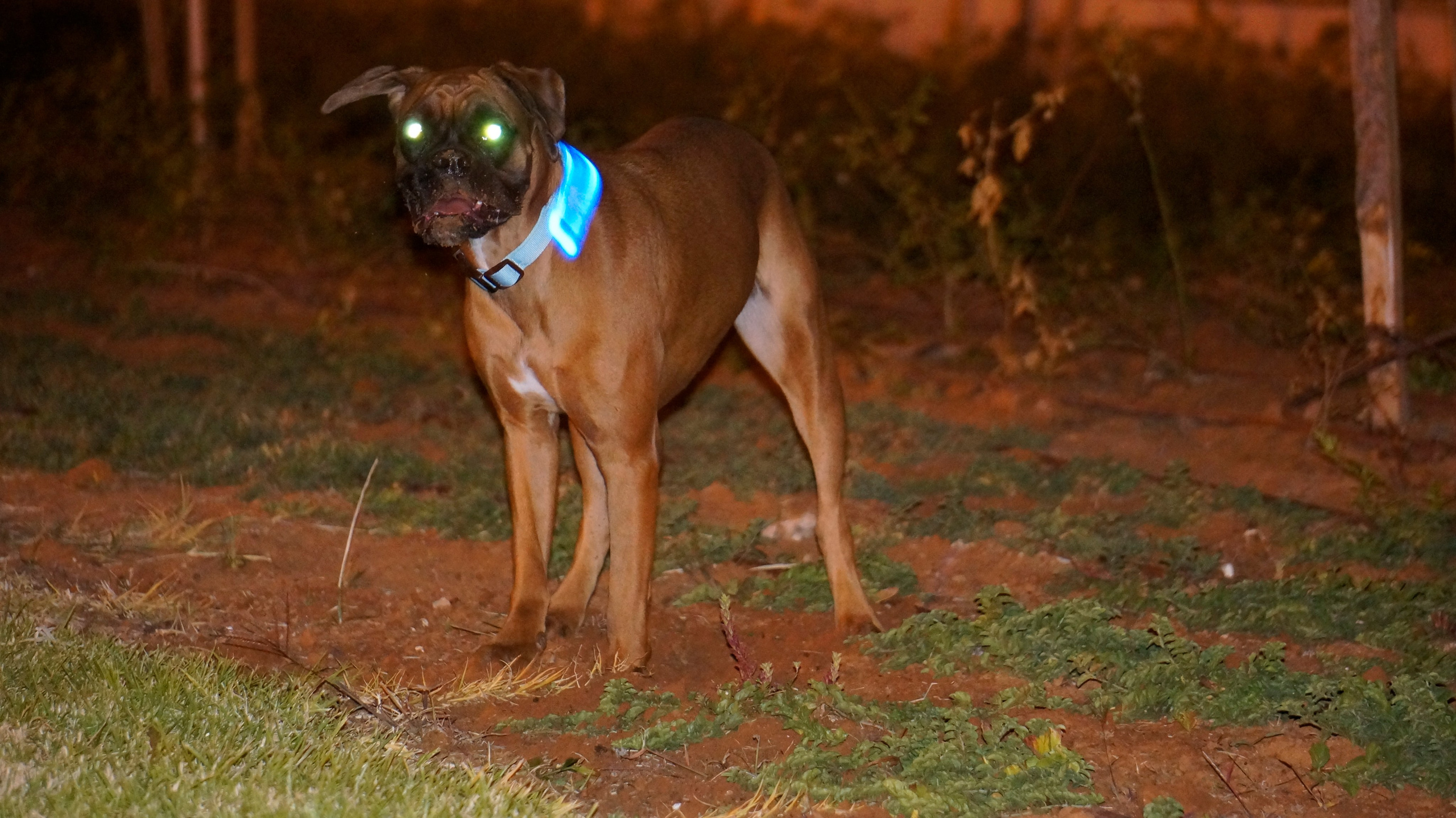 My ״Star״ Boxer Dog