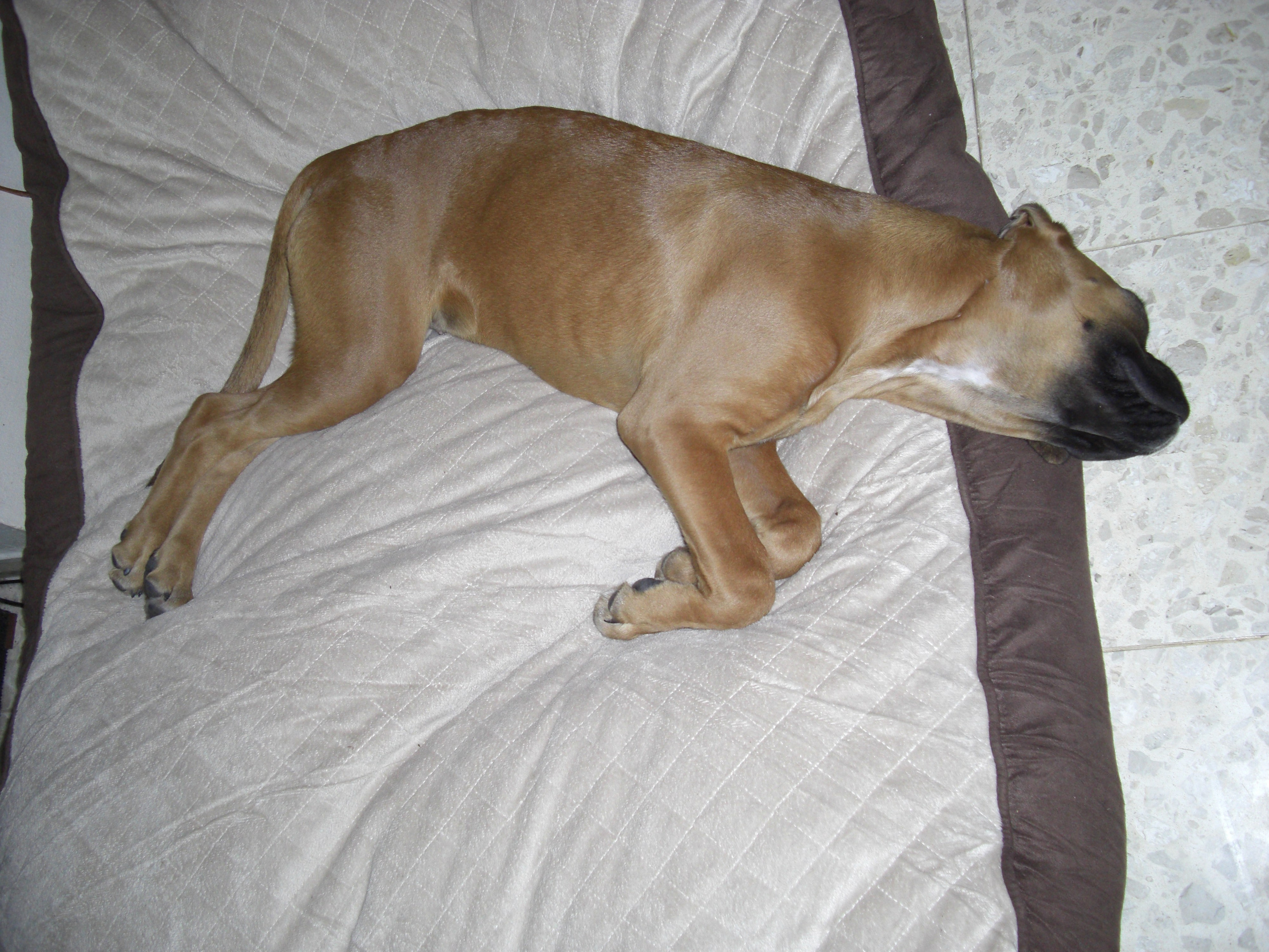 My ״Star״ Boxer Dog