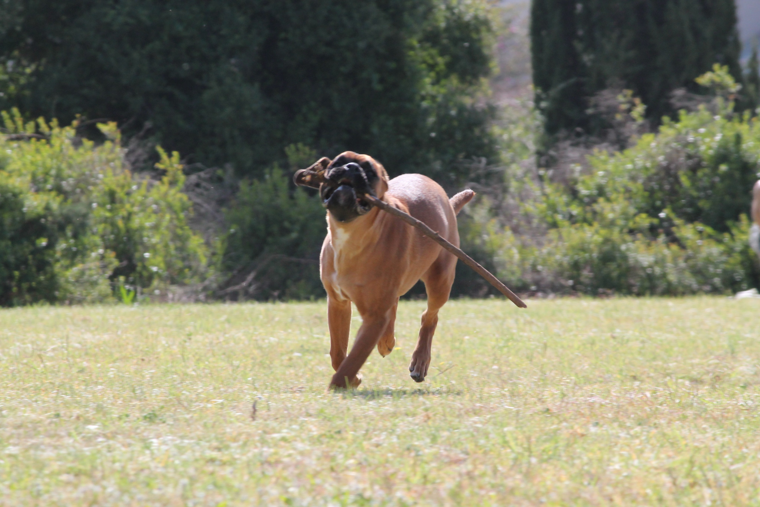My ״Star״ Boxer Dog