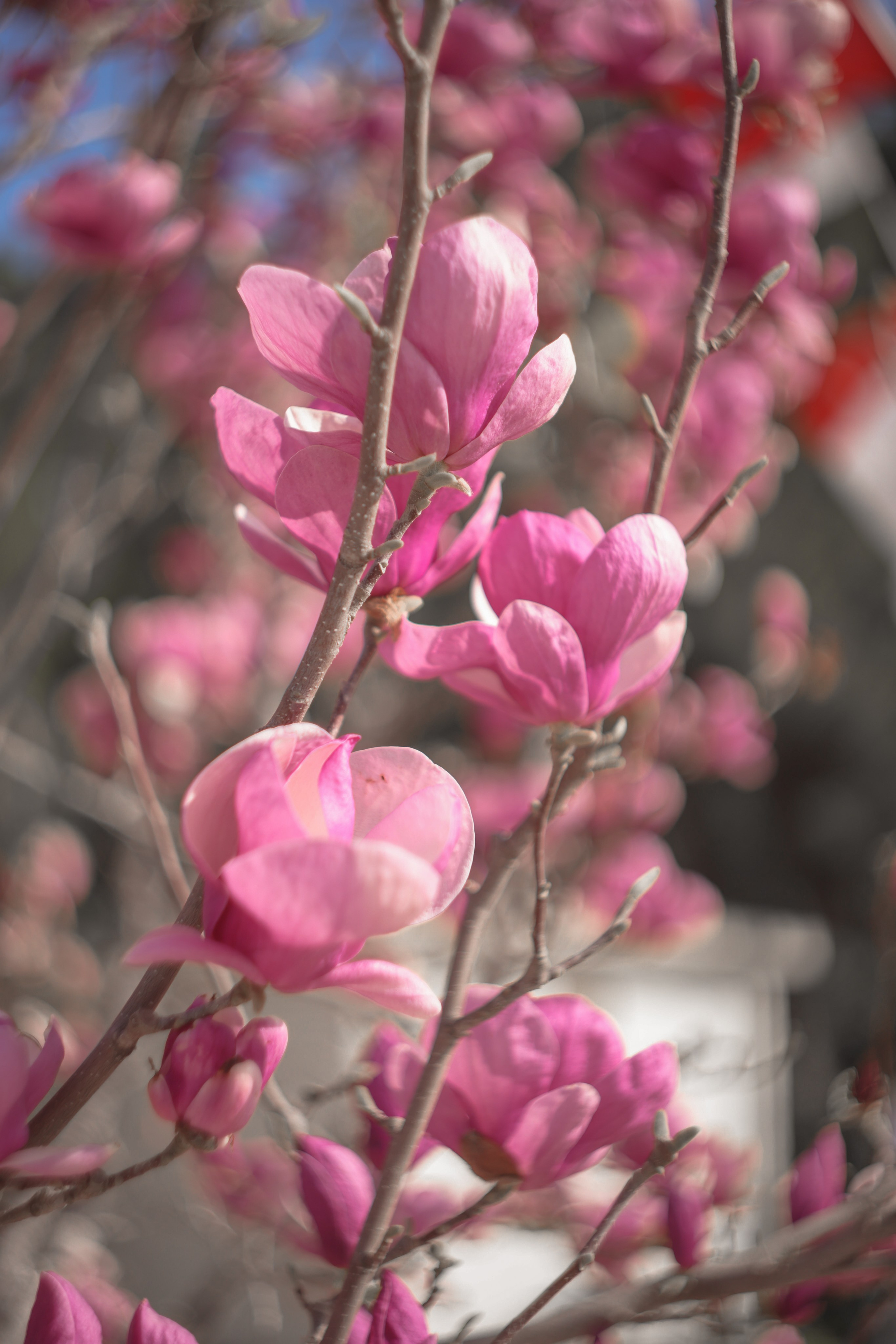 Фотосессия в Магнолии. Фото с магнолией. Магнолия цветет в Кемере. Весна в Кемере. Что цветет в Турции? Что посетить в Кемере. Фотограф в Анталии. Фотограф в Турции. Фотограф в Белеке. Фотограф в Алании. Фотограф Аланья. Фотограф Анталья. Фотограф Белек. Фотограф Турция. Фотограф Каш. Фотограф Бодрум. Свадебнвй фотограф в Турции. Организатор свадеб в Турции . Оранизатор свадеб в Алании. Организатор свадеб в Анталии. Что цветет в Турции. Что цветет на анталийском побережье.