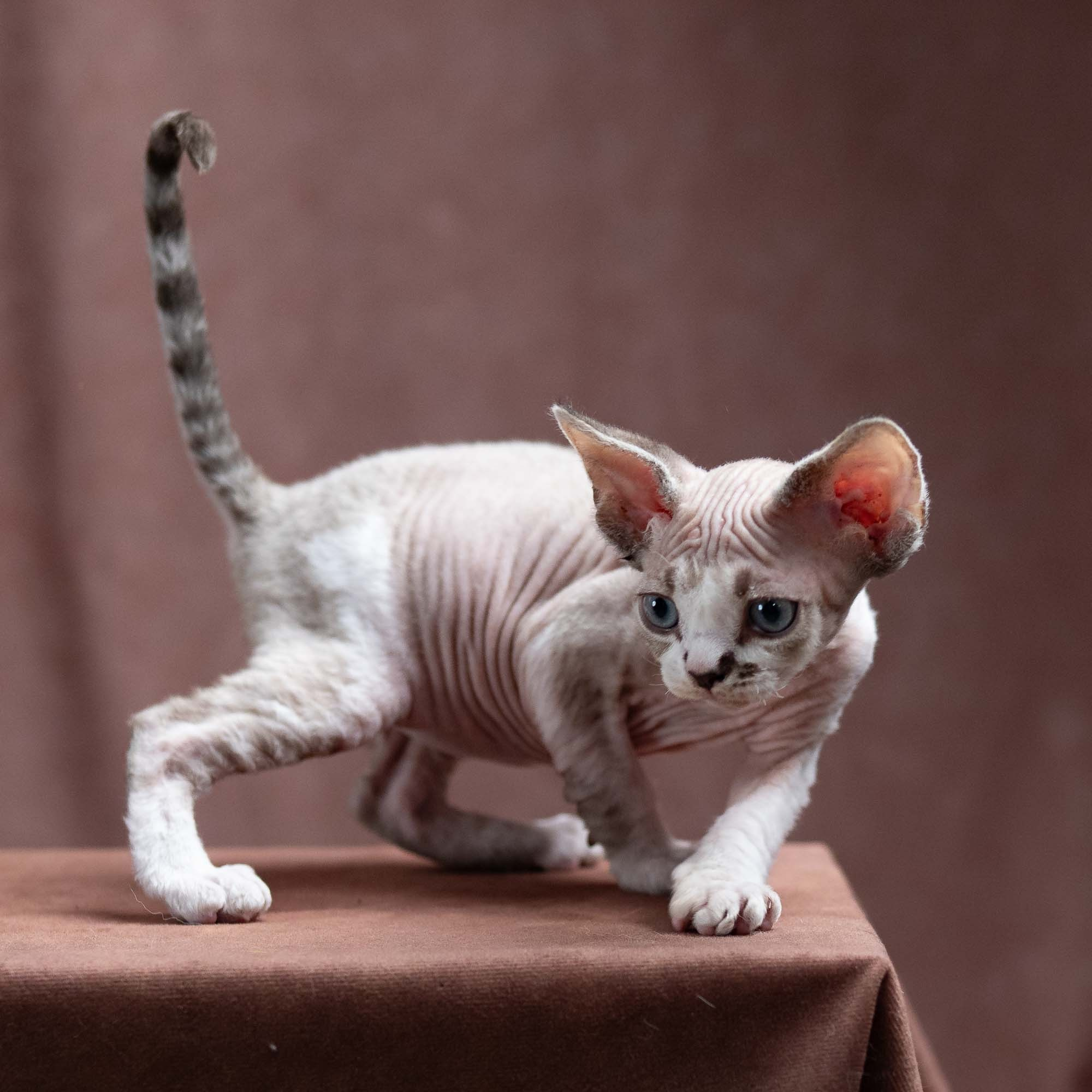 Frank, boy, born on 01.01.25. Devon Rex Pixie Cattery