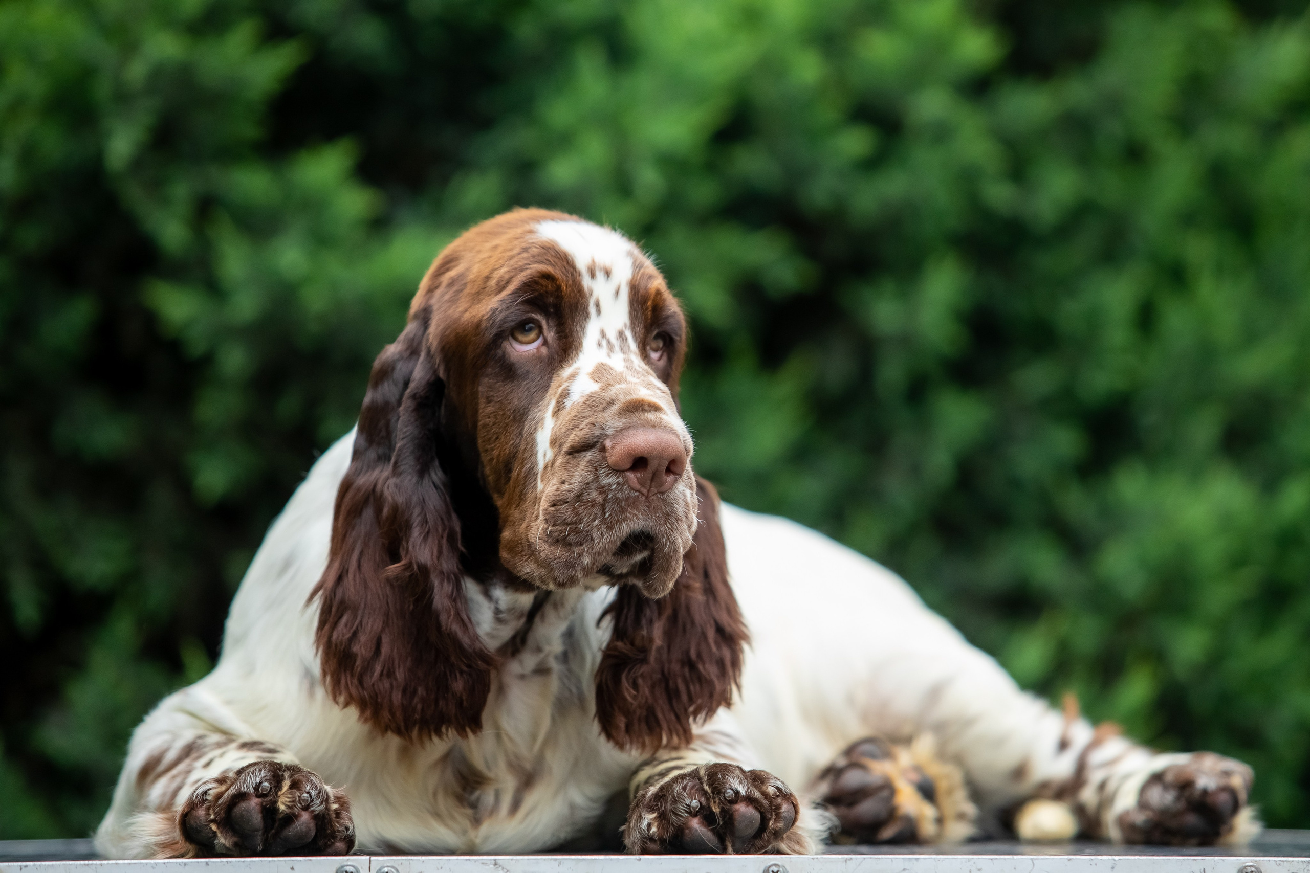 Male — Blue collar 💙. Website of the titled stud dog of the Springer Spaniel breed