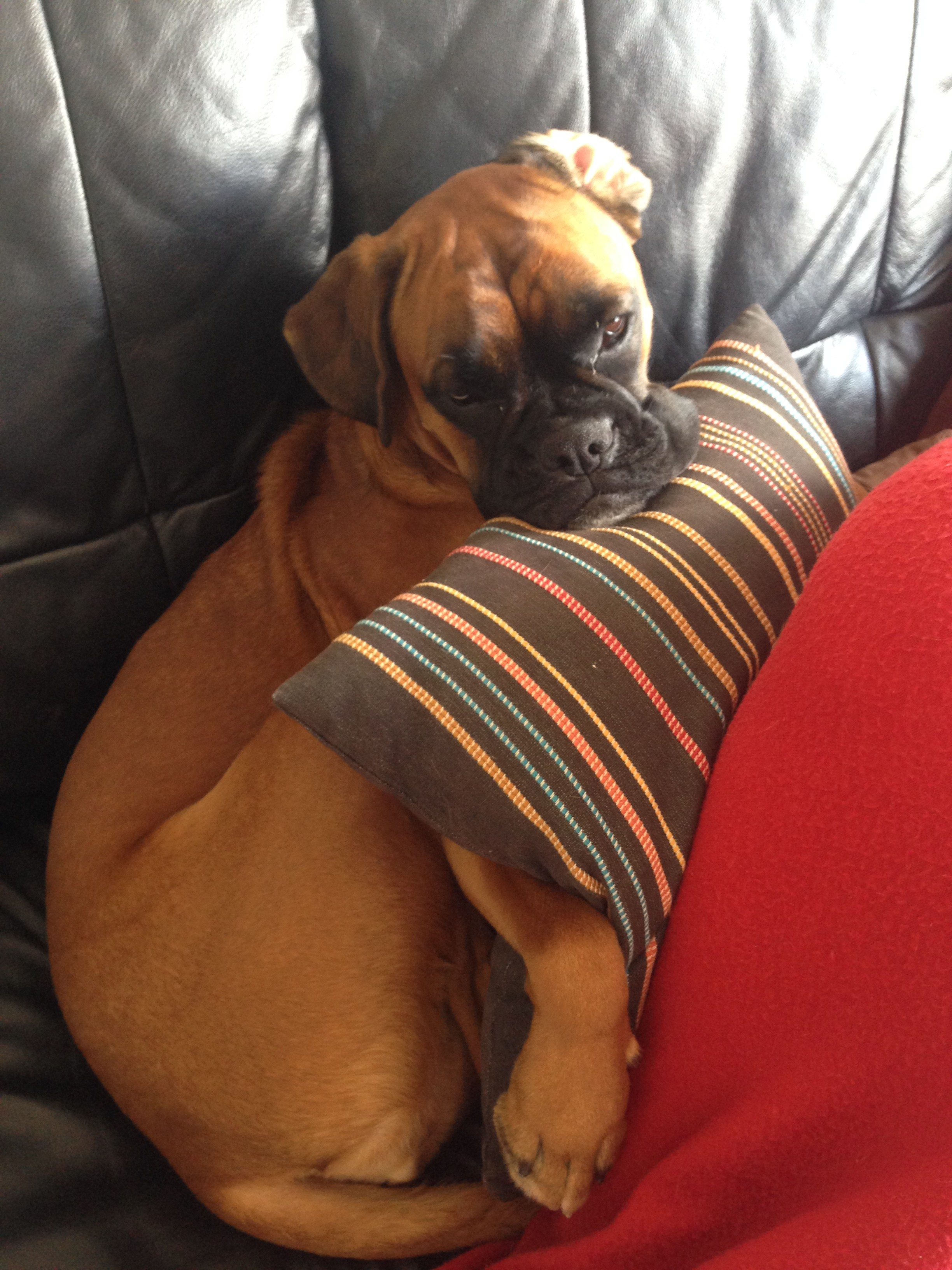 My ״Star״ Boxer Dog