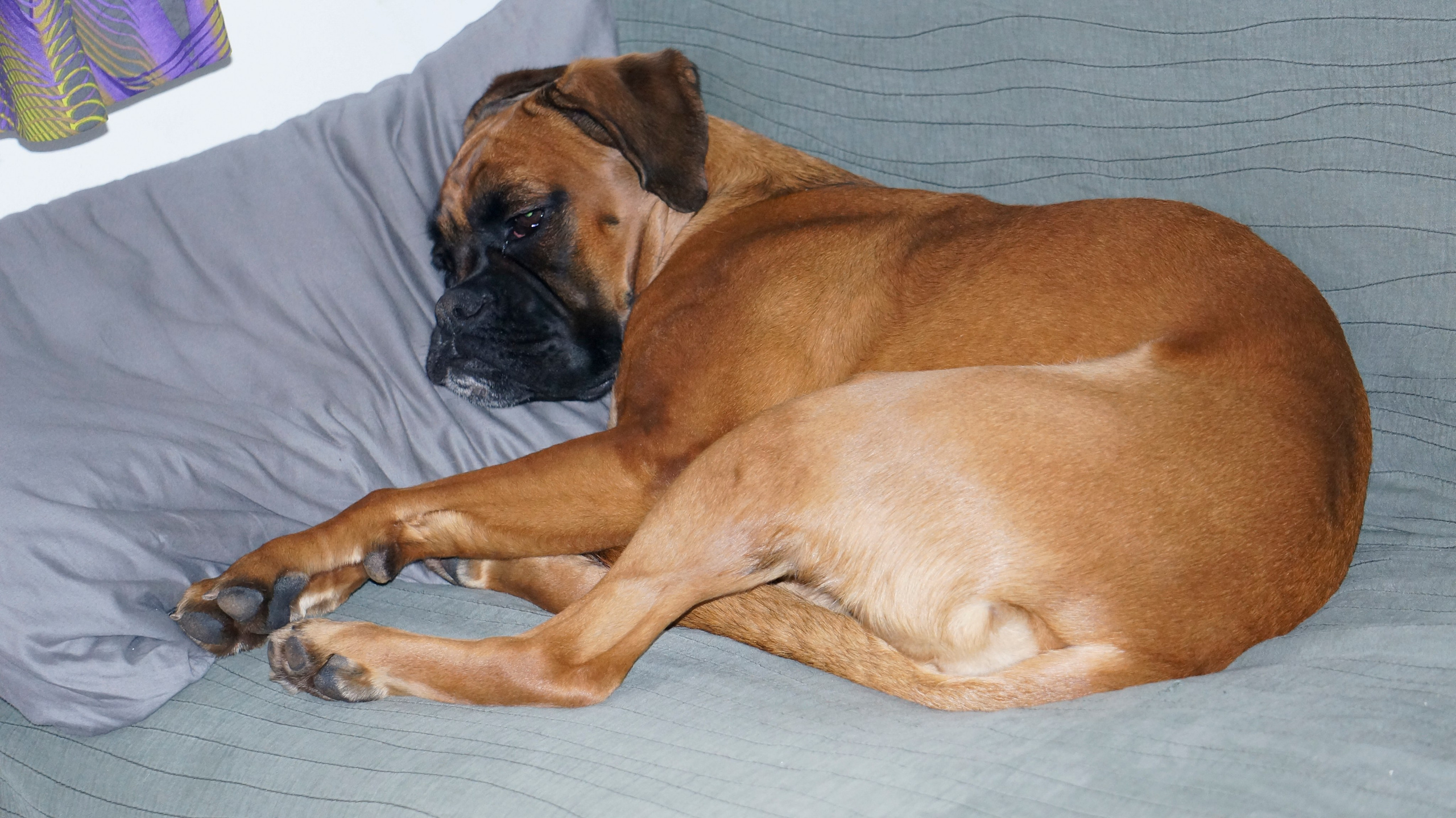 My ״Star״ Boxer Dog