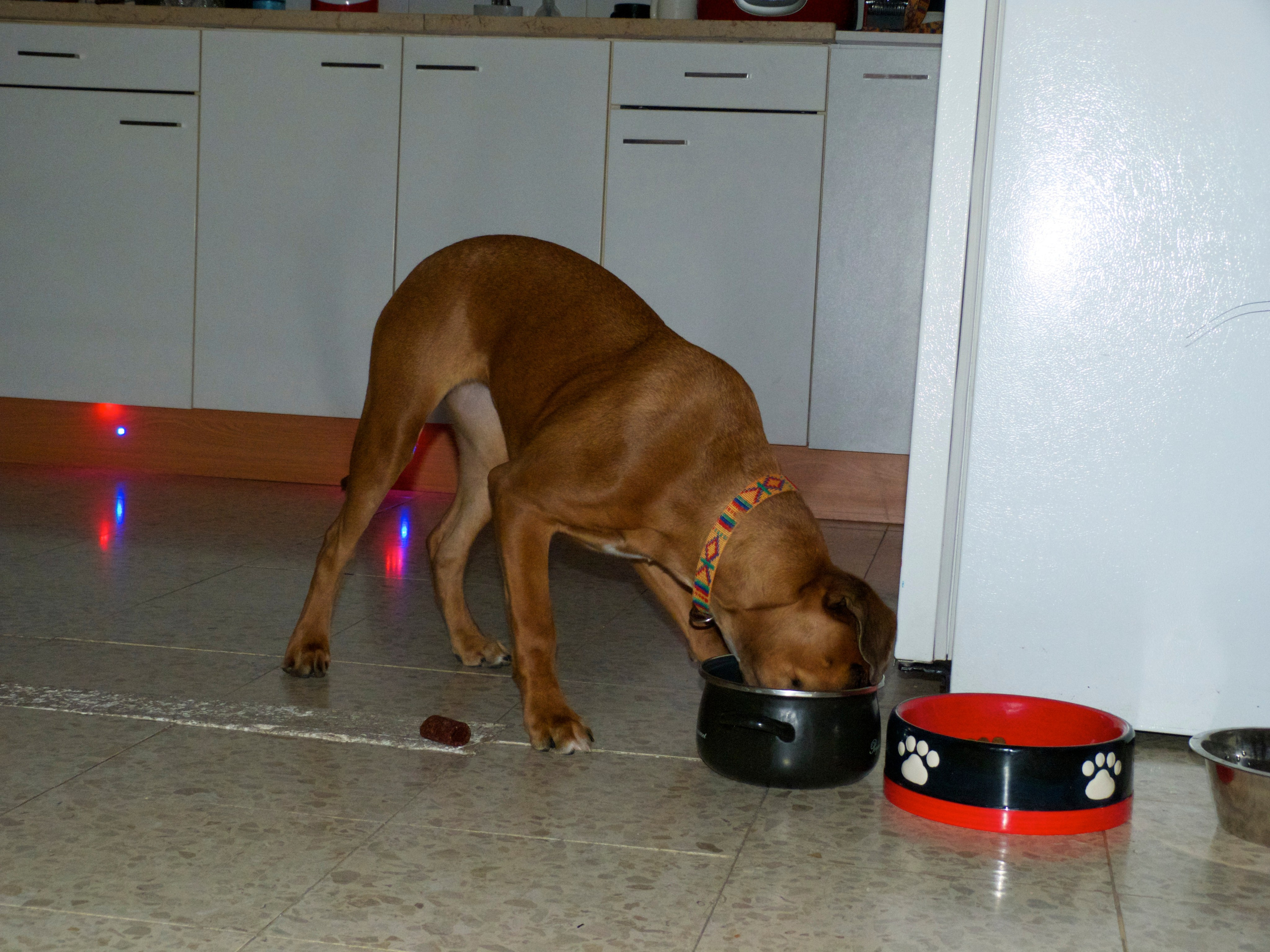 My ״Star״ Boxer Dog