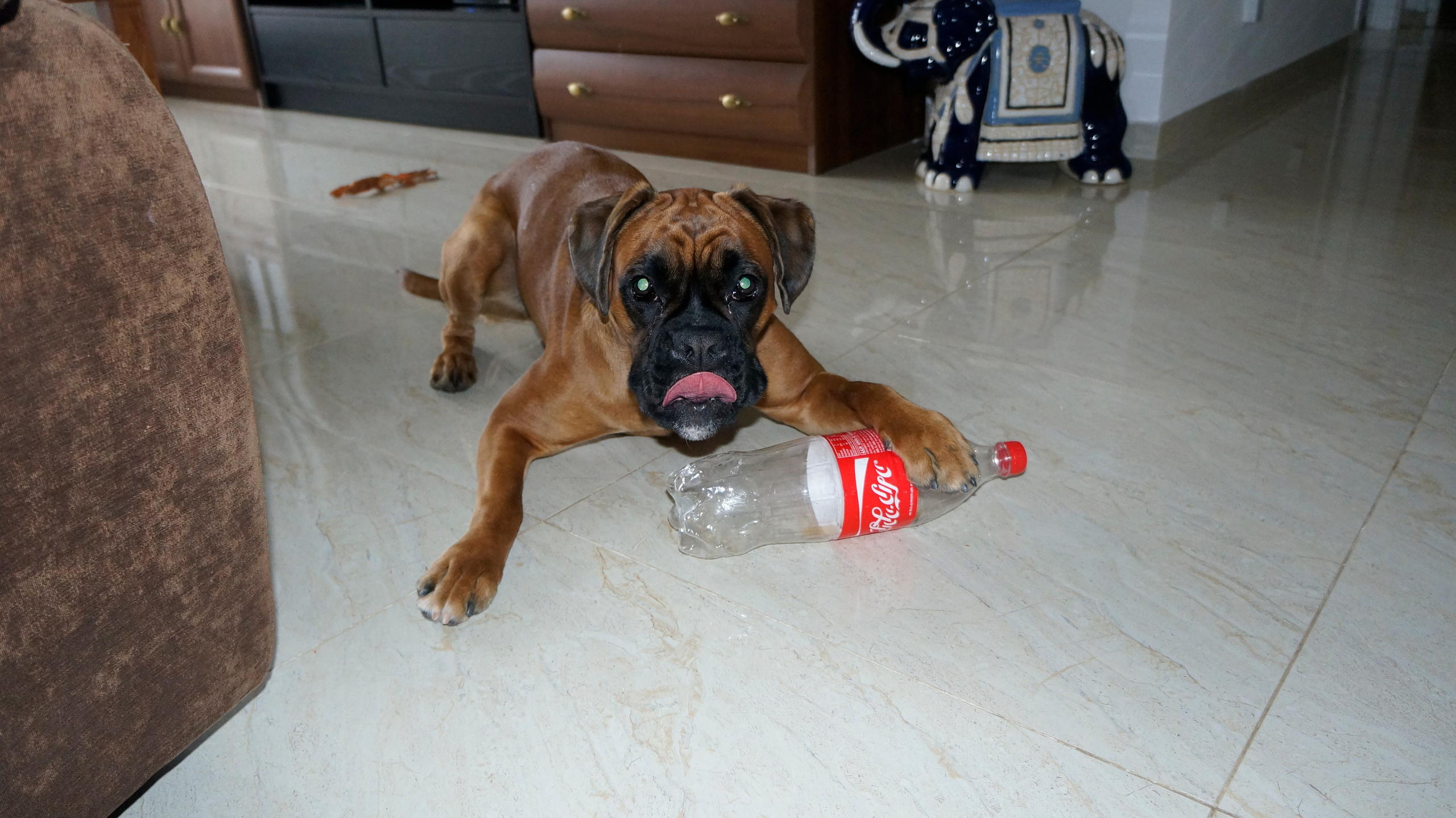 My ״Star״ Boxer Dog