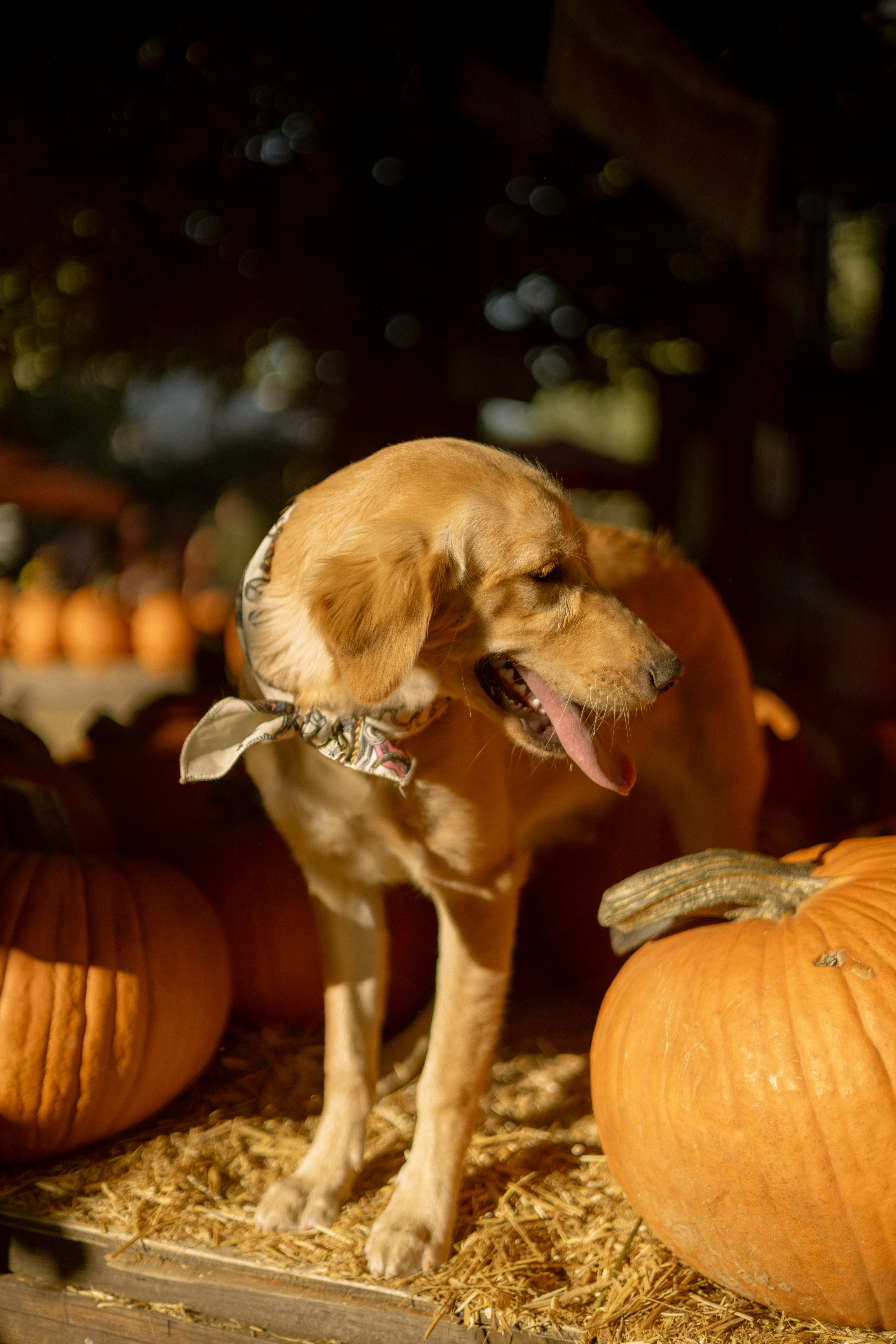 Julia, Sergey & Tessa at the Pumpkin Patch. Photographer in Los Angeles. Julia Ishmuratova