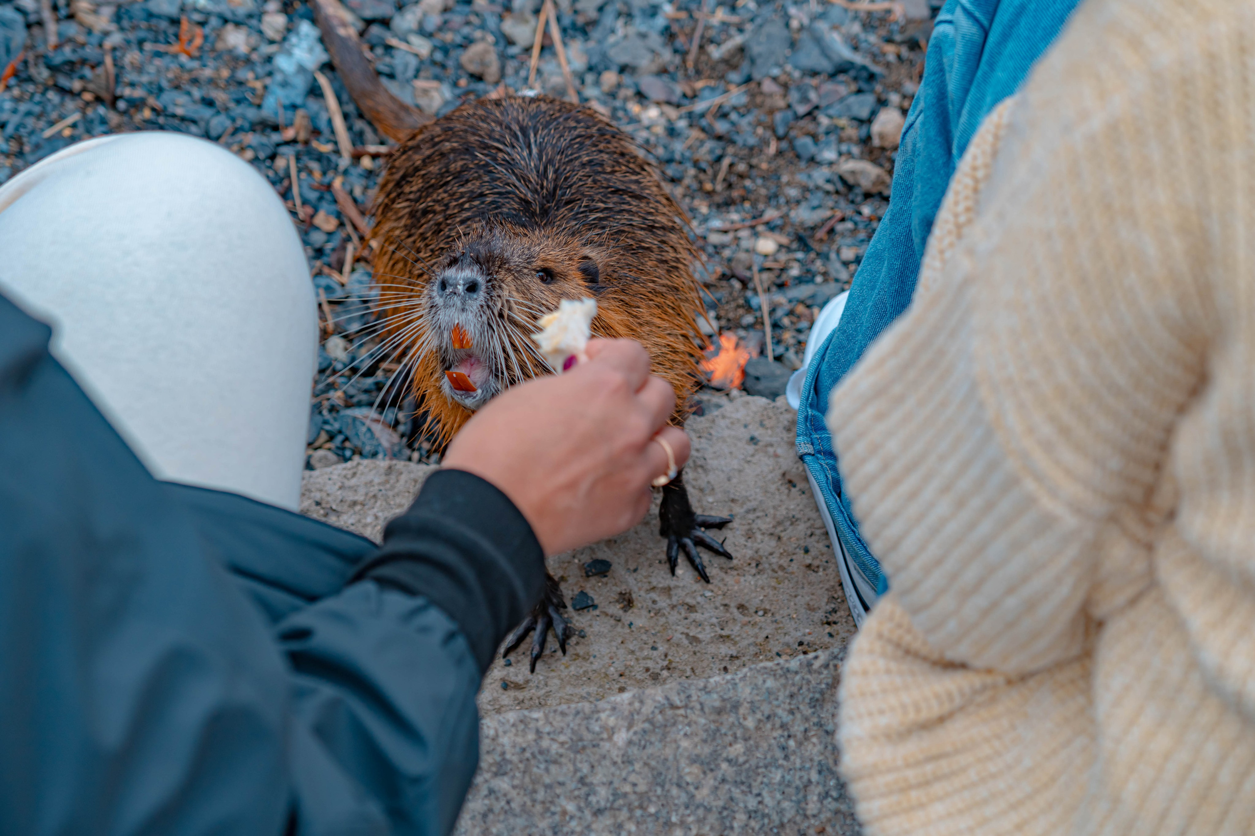 Praga, Febrero 2024. Alba del Norte Studio