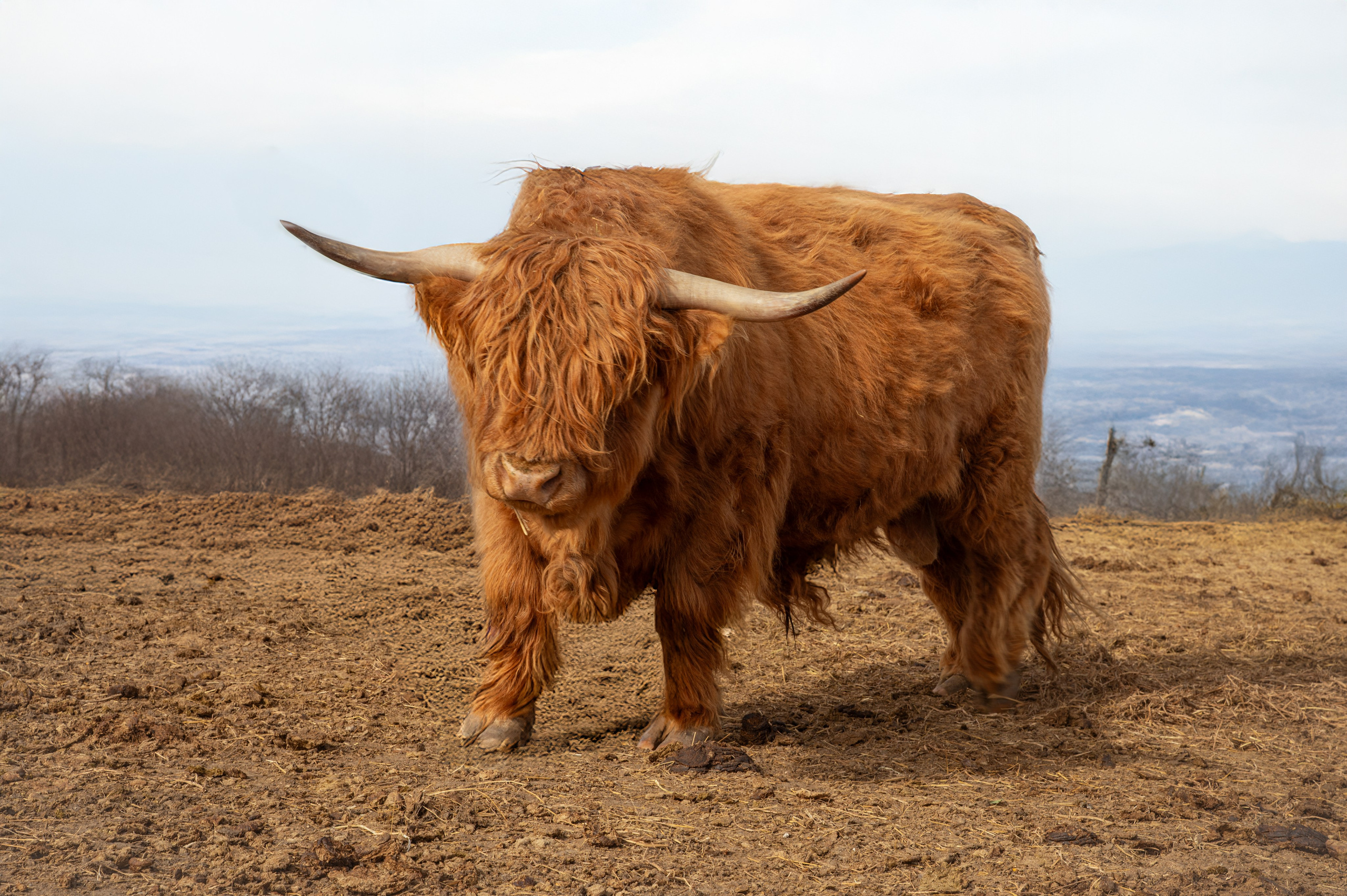 Farm animals. Victoria Lyubchenko — fine art photography in Bismarck, ND