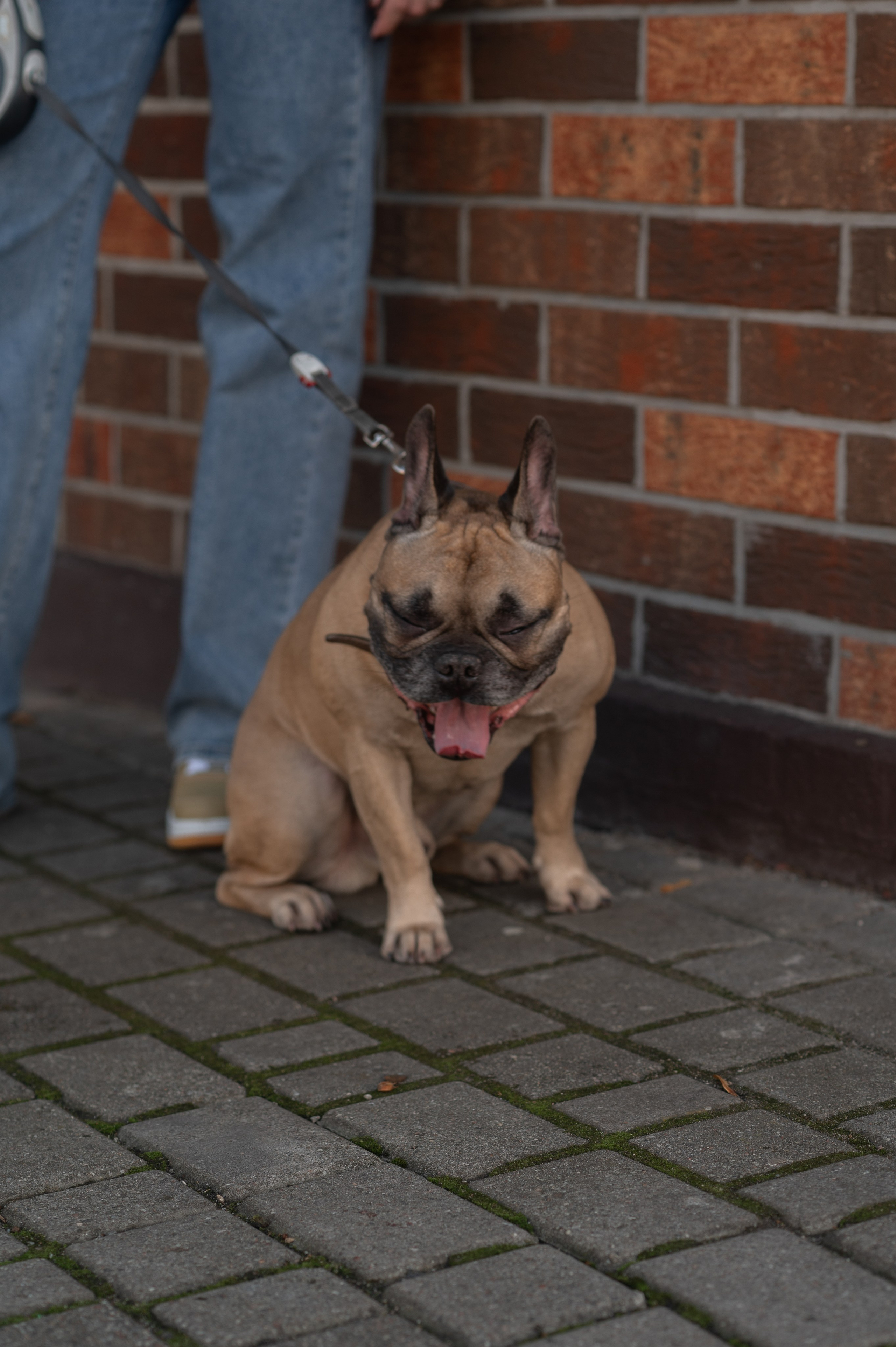 Фотосессия с собакой — Наталия и Тайсон. Фотограф в Калининграде Анна Пошкус