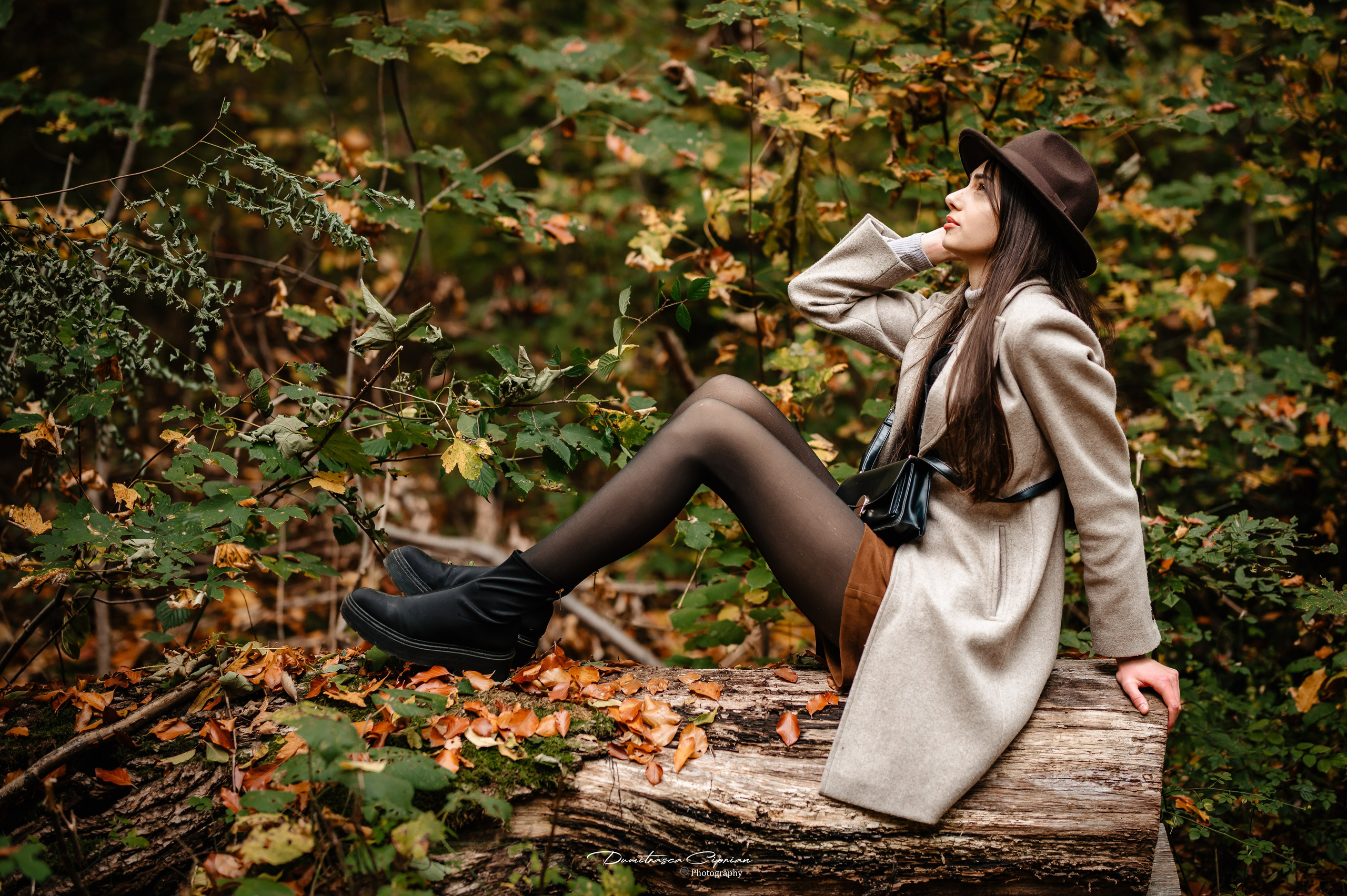 Golden Fall. Dumitrasca Ciprian Photography