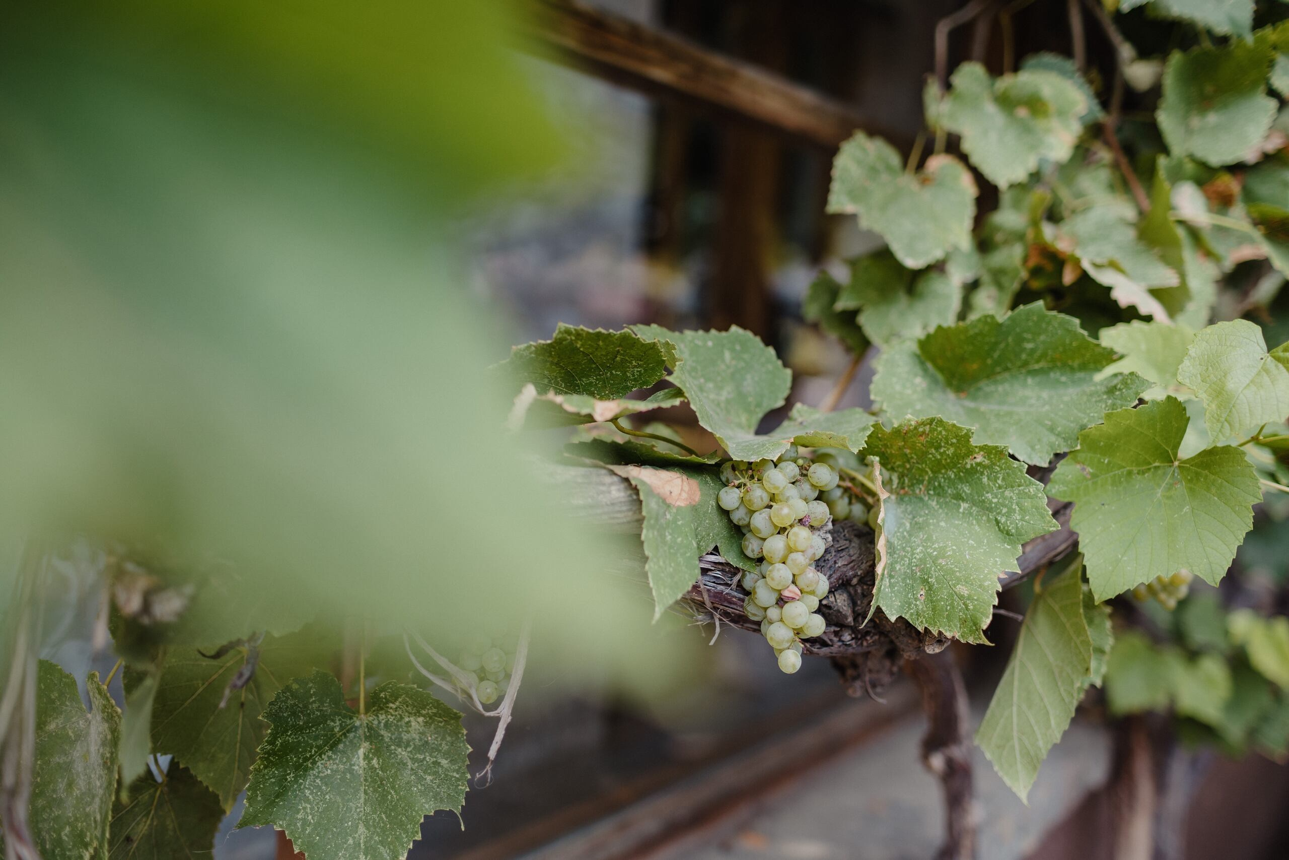 Jovana & Zoran. Wedding photographer based in Novi Sad, Marko Milivojevic