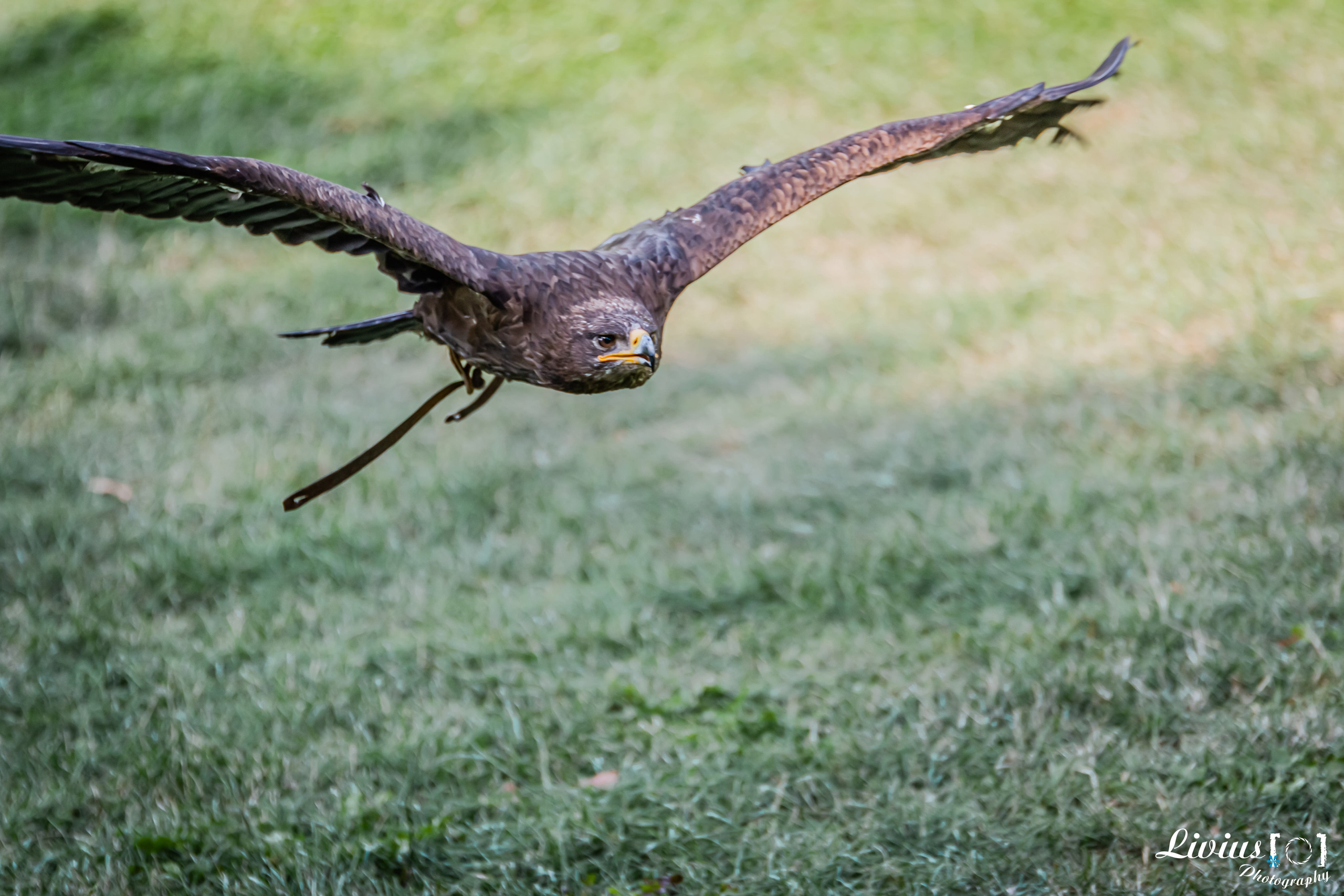 Wildpark Tambach. FOTO KREATIV