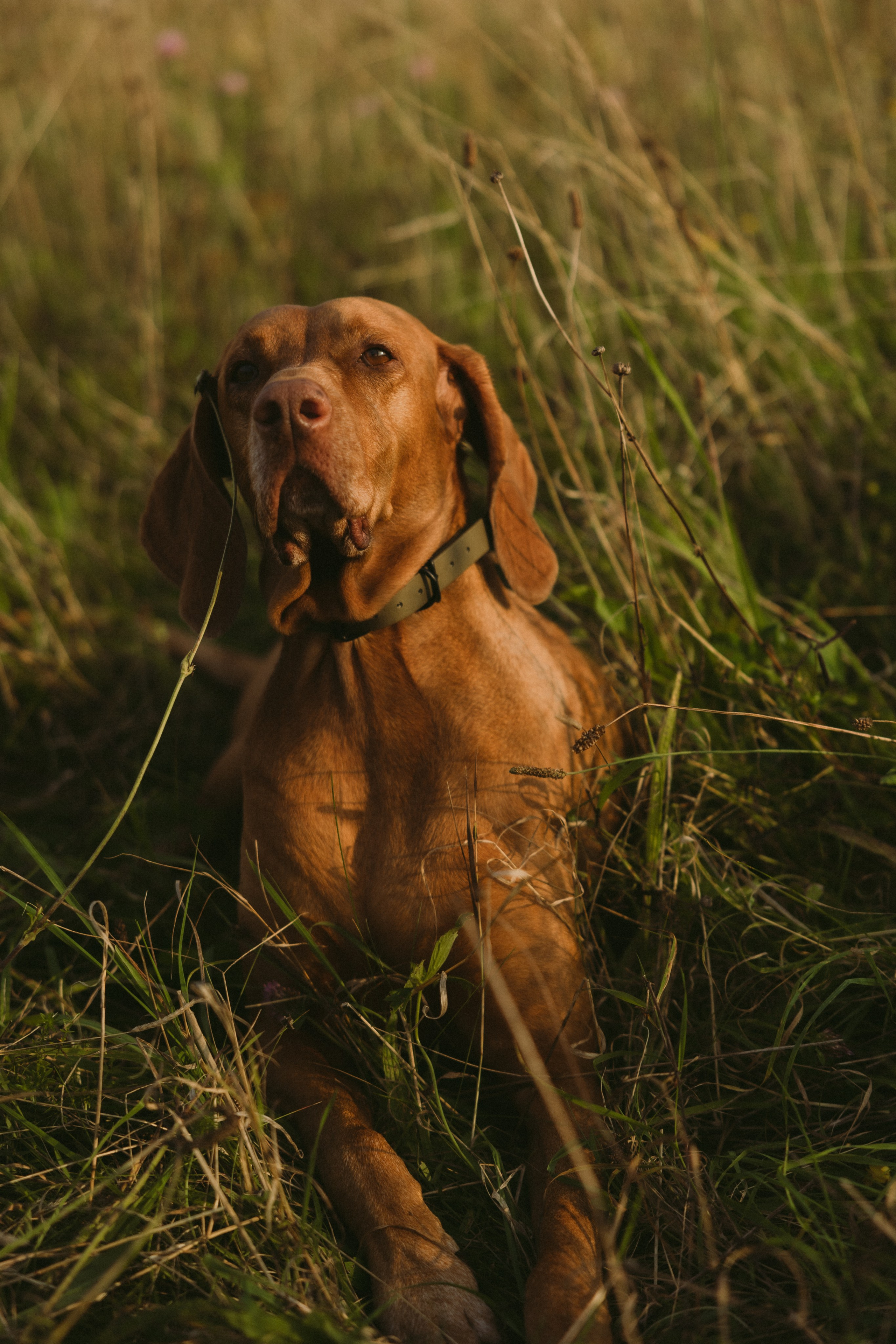 Simonos ir Mariaus šeima | PIEVA. Vestuvių ir šeimų fotografė Lena Bondarenko / belove photo
