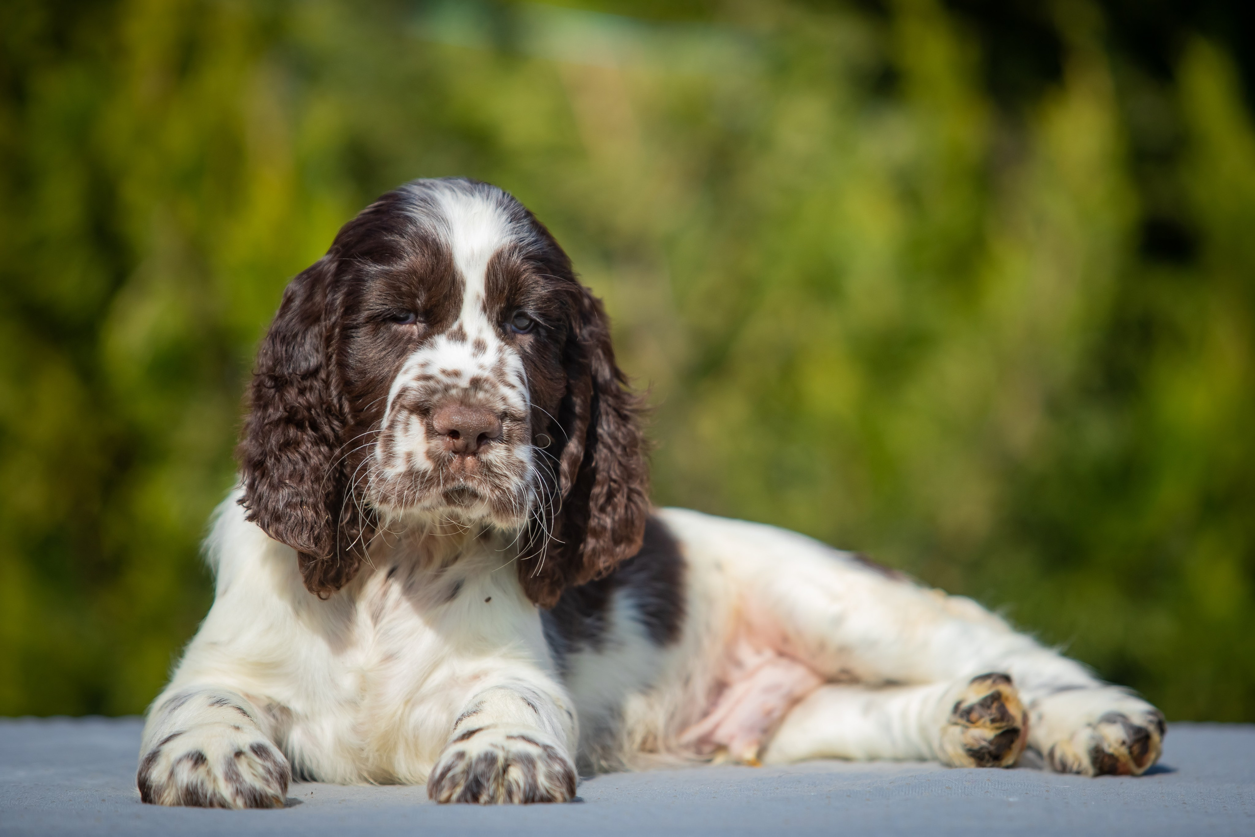 Male — Green collar 💚. Website of the titled stud dog of the Springer Spaniel breed