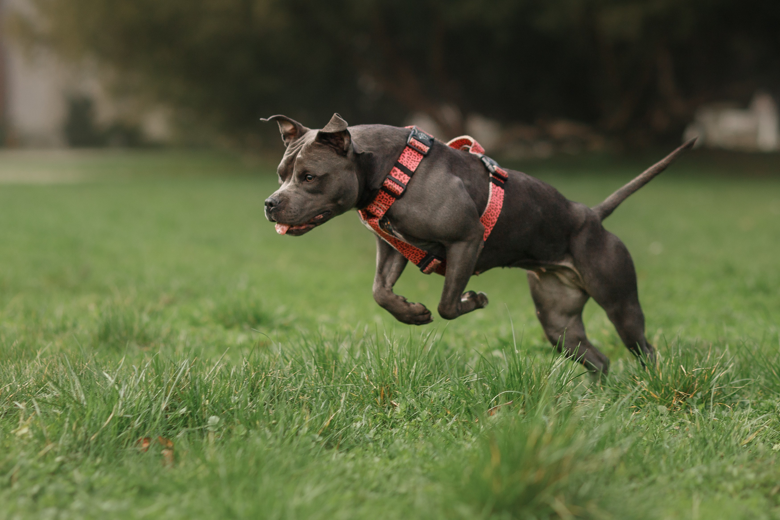 Bombka. Kaja | fotograf we Wrocławiu | ludzie i psy