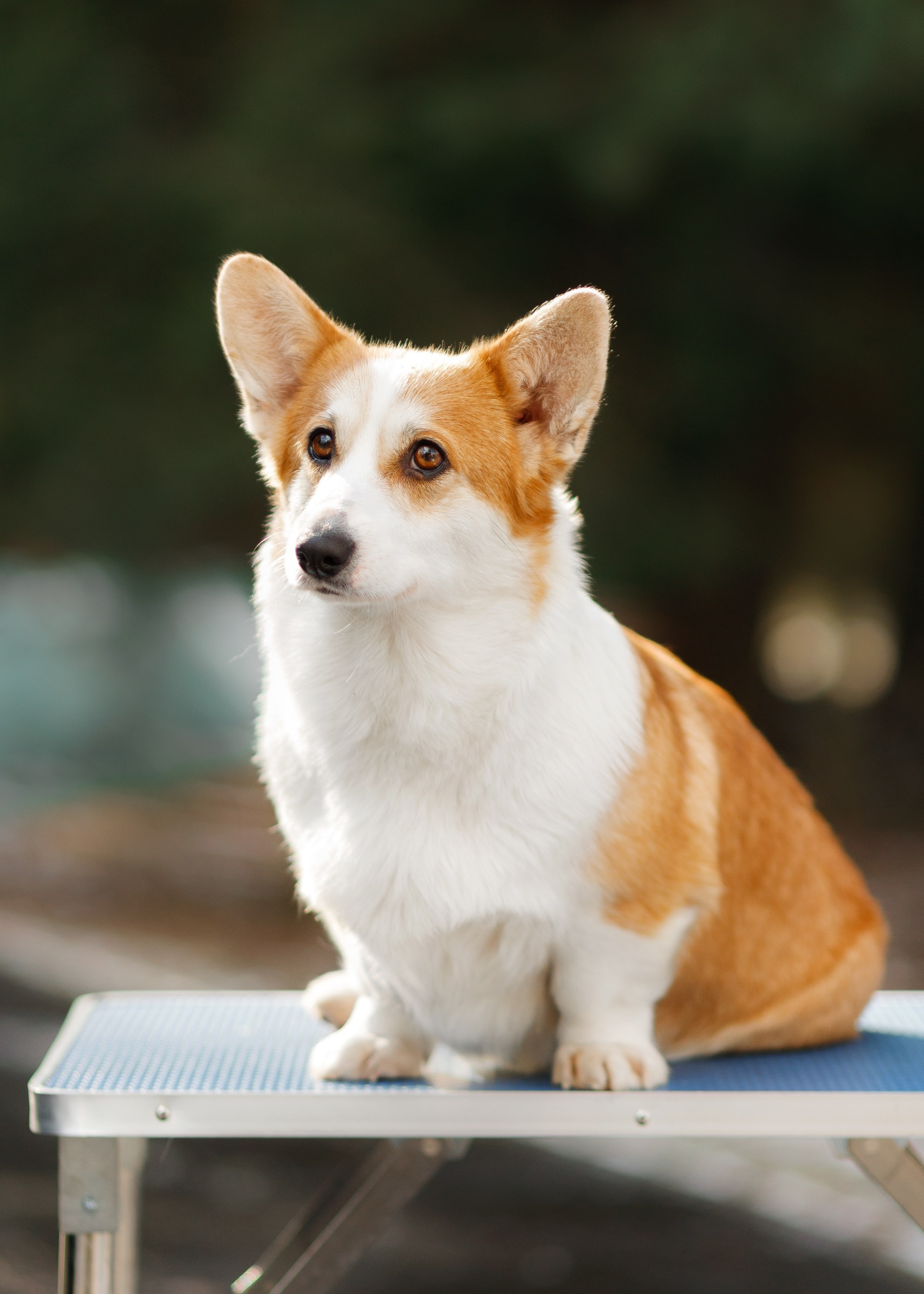 Corgi kennel & some other dogs in the forest. Kaja | fotograf psów we Wrocławiu
