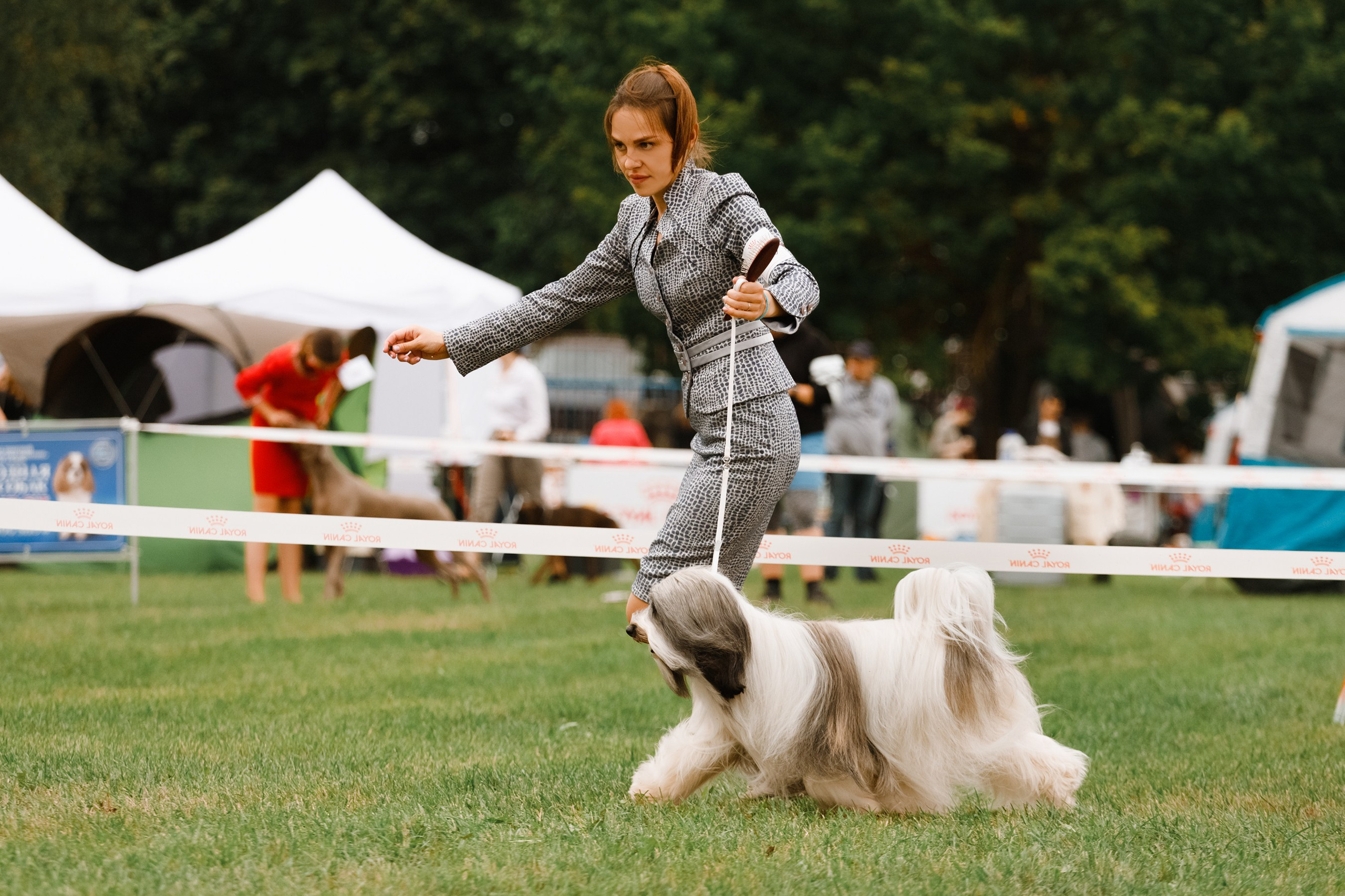 Dog shows | the best ones. Kaja | fotograf psów we Wrocławiu