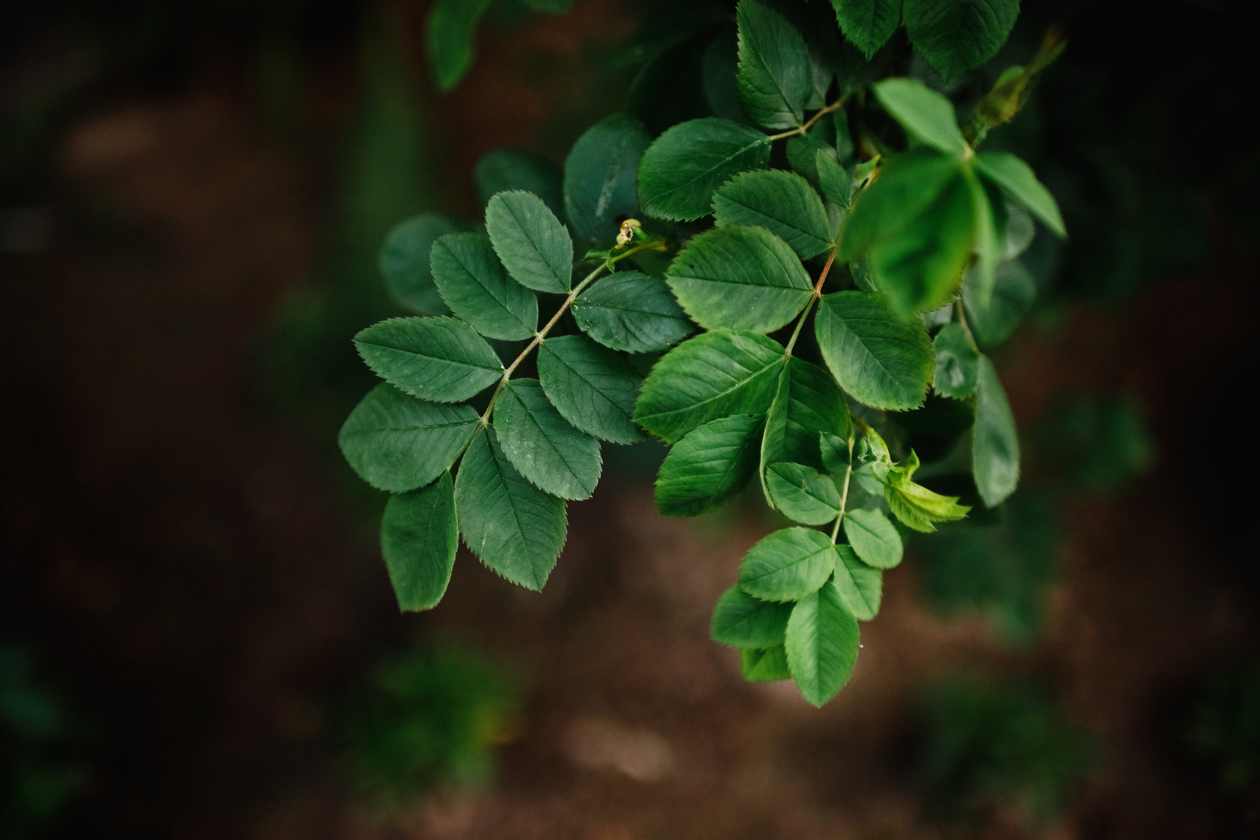 Grodno. Kaja | fotograf we Wrocławiu | ludzie i psy