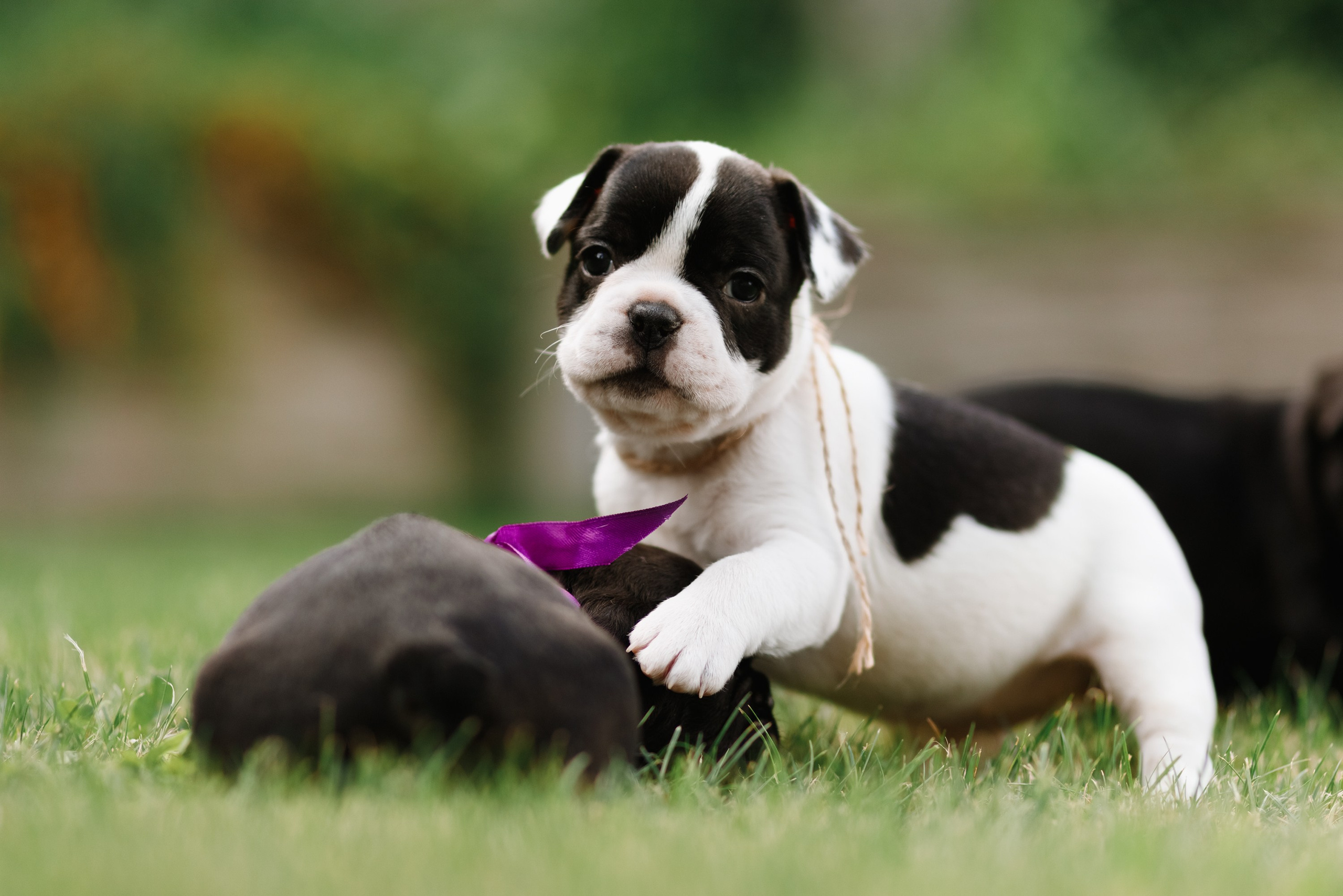 French bulldog puppies. Kaja | fotograf we Wrocławiu | ludzie i psy