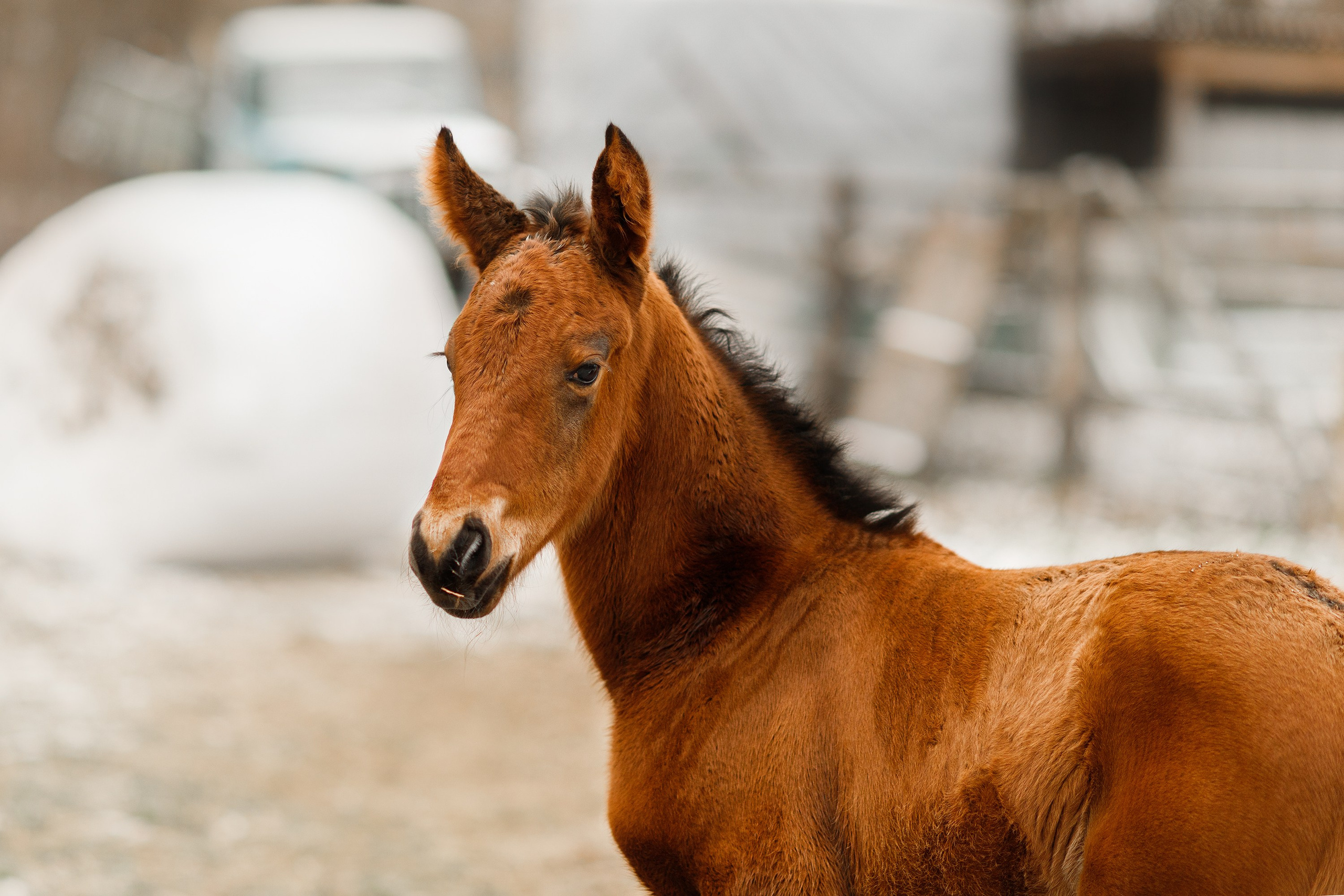 Winter stable. Kaja | fotograf psów we Wrocławiu