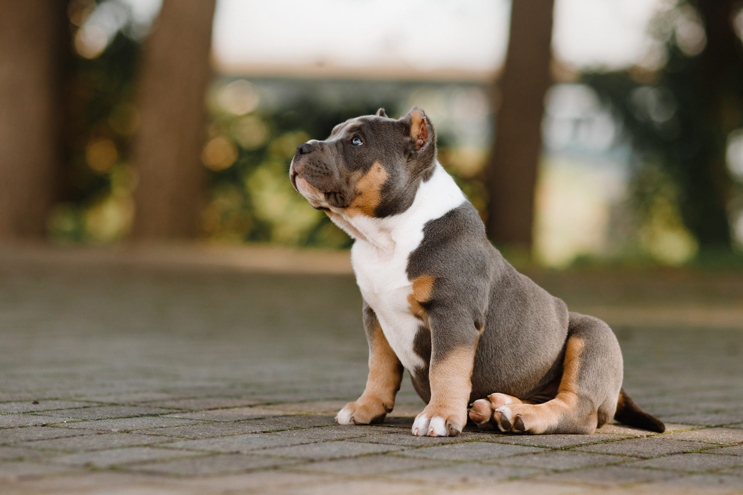 Bullie puppies. Kaja | fotograf we Wrocławiu | ludzie i psy