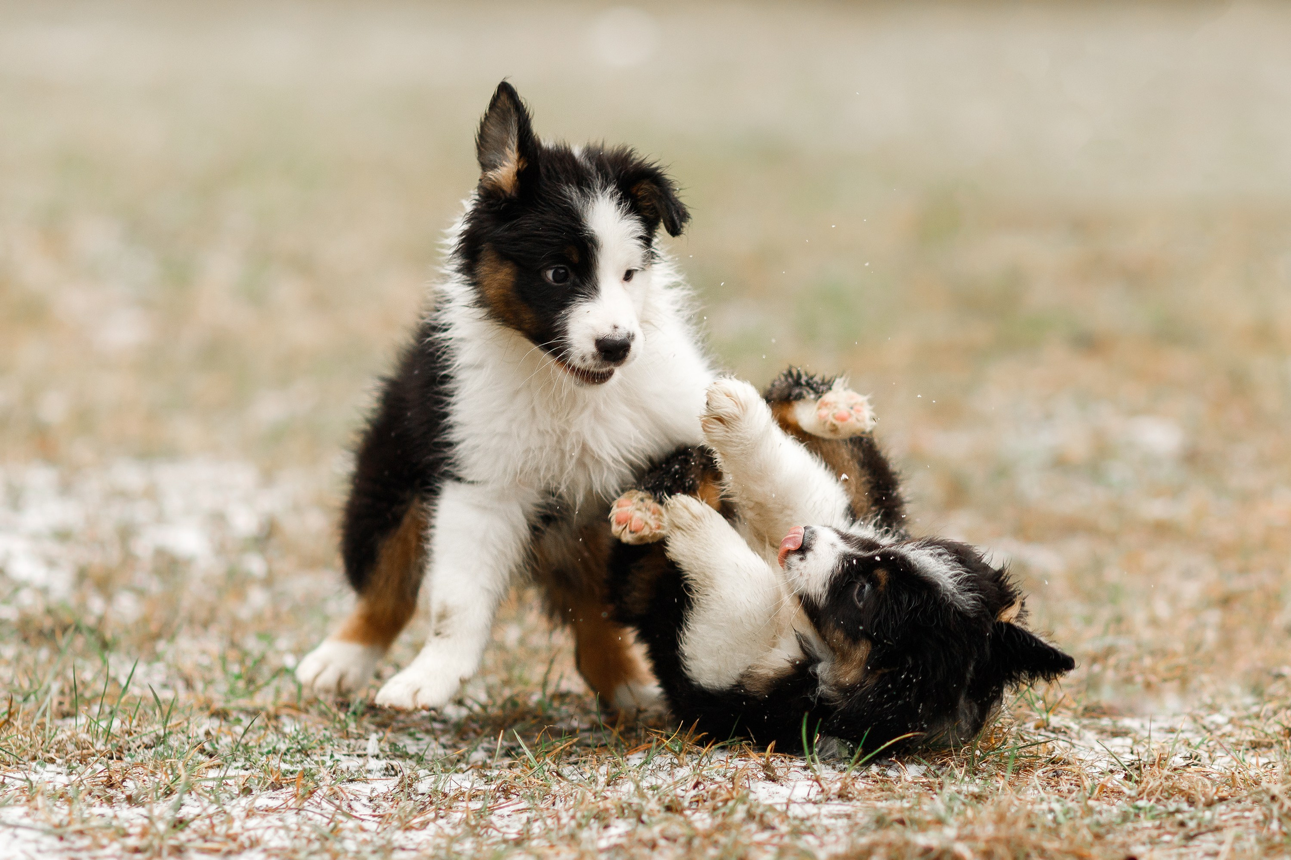 Pack of aussie puppies. Kaja | fotograf psów we Wrocławiu
