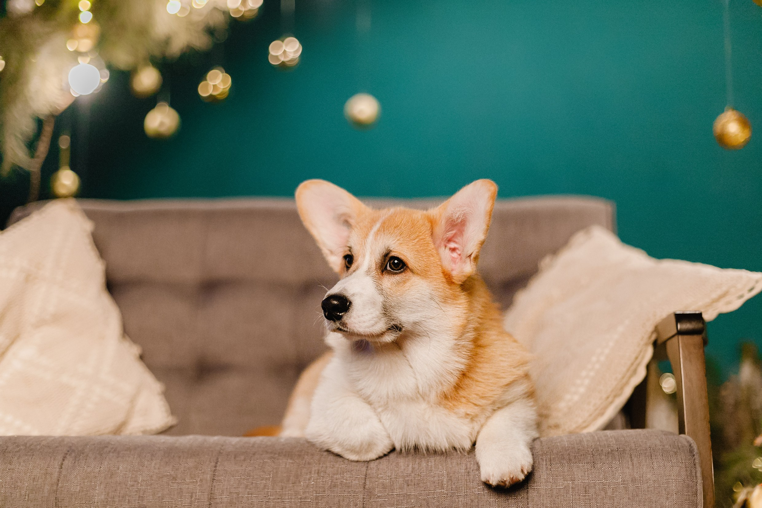 New Year corgis in studio. Kaja | fotograf we Wrocławiu | ludzie i psy