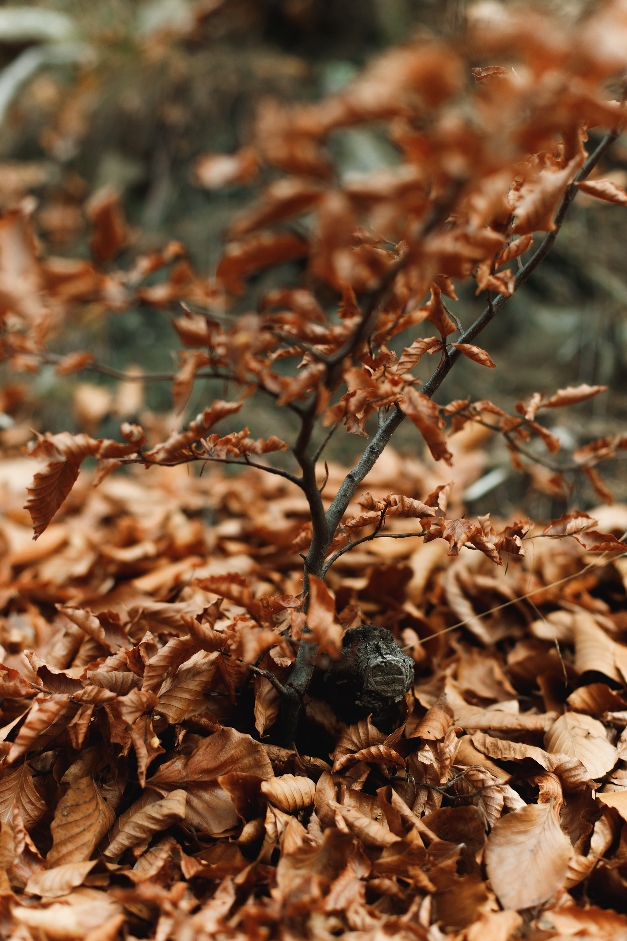 Sowie góry. Kaja | fotograf we Wrocławiu | ludzie i psy