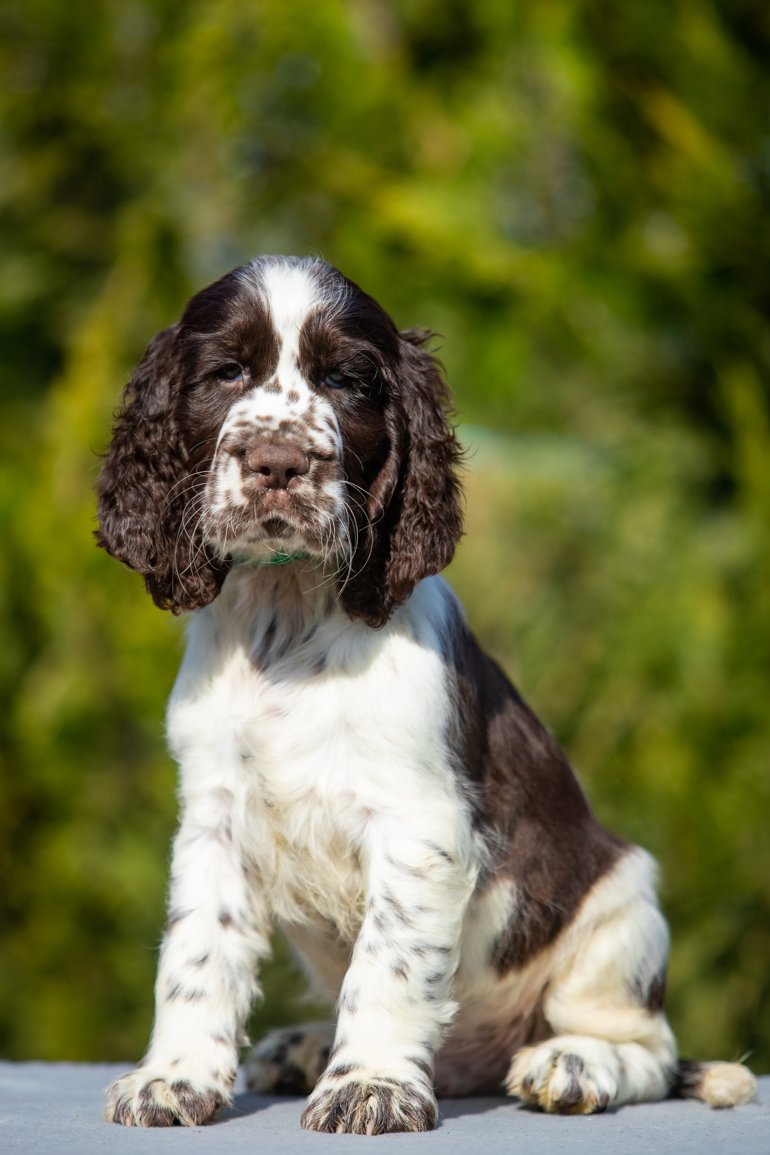 Male — Green collar 💚. Website of the titled stud dog of the Springer Spaniel breed