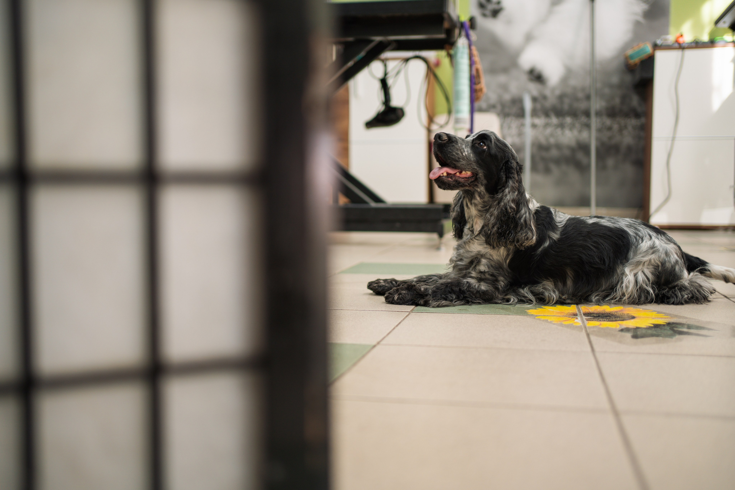 PetGroom Timisoara. Cozac Cristian Photographer