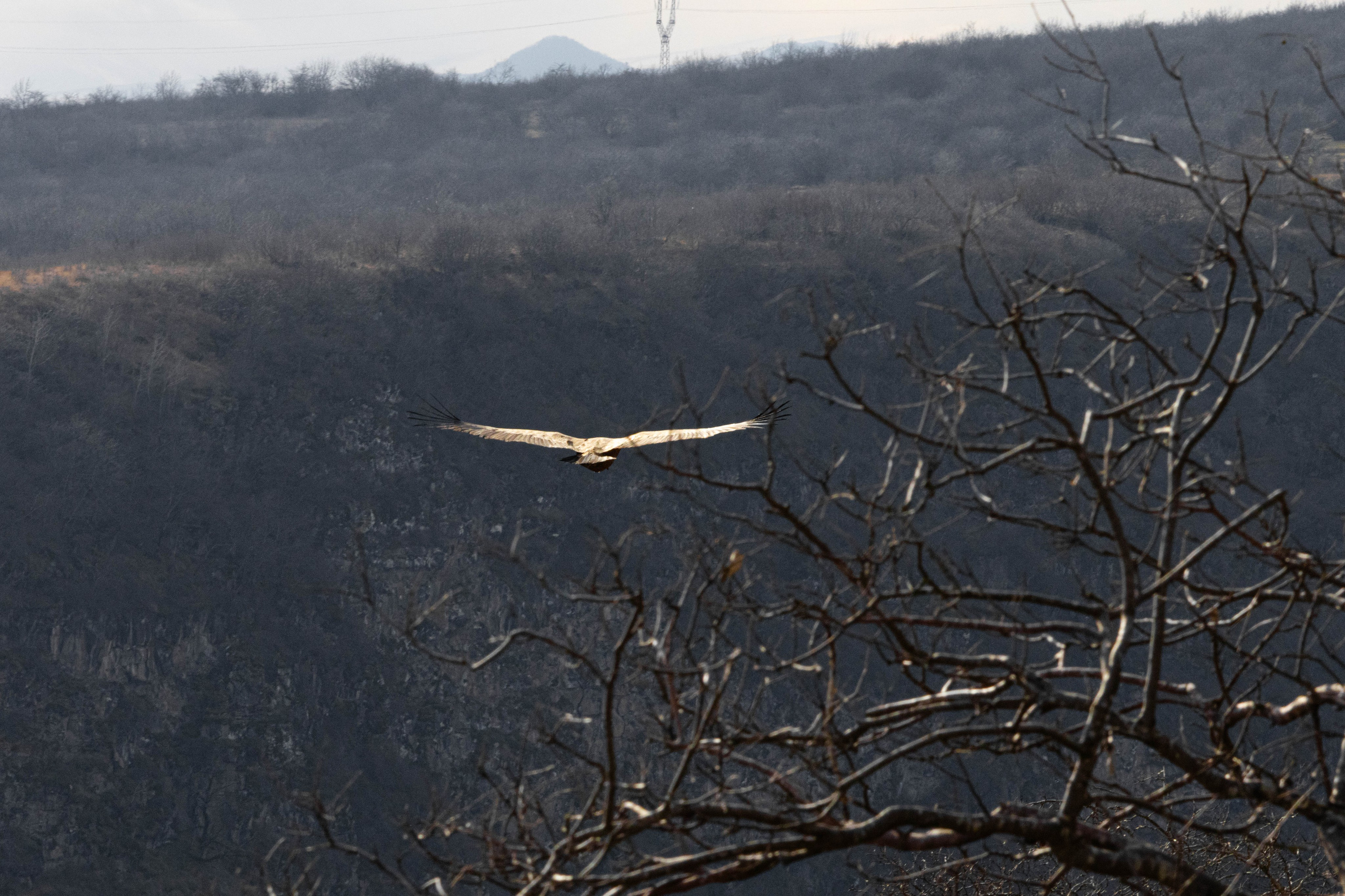 სამშვილდე. FramefreeMan