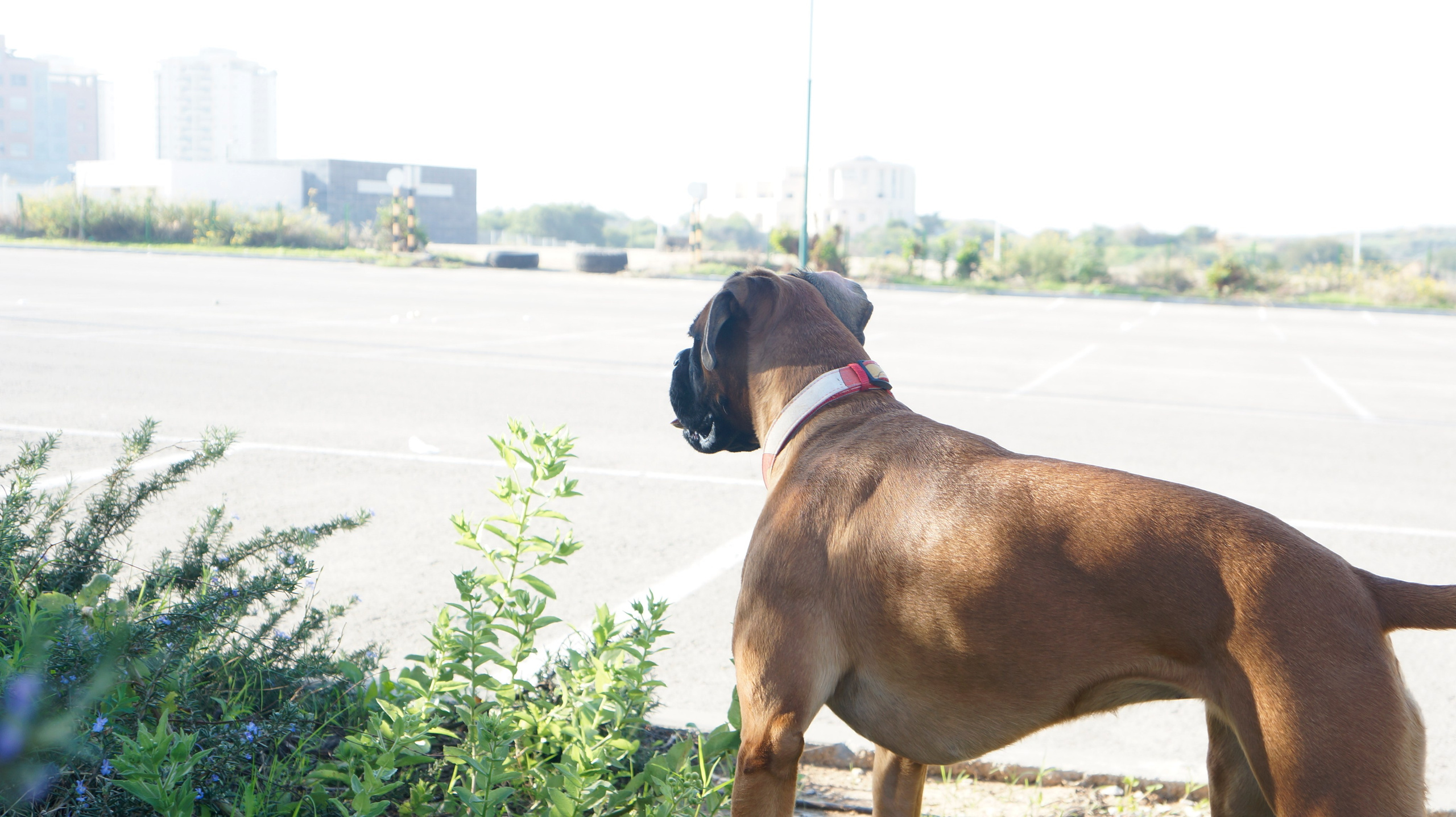 My ״Star״ Boxer Dog