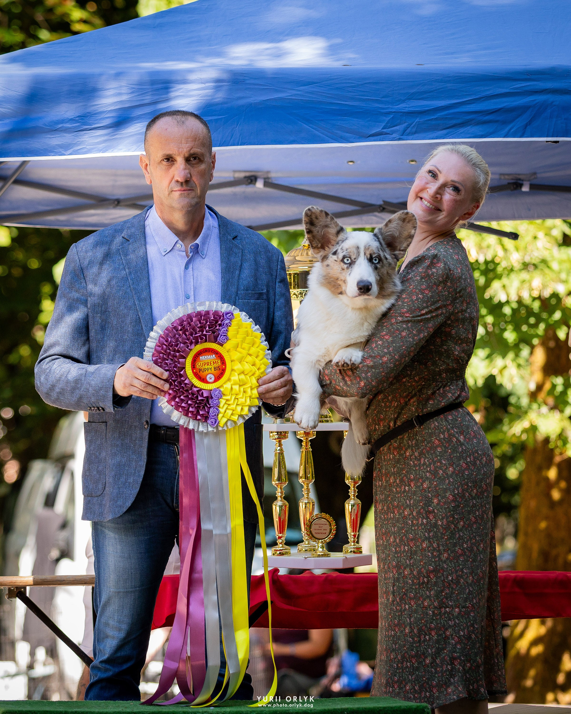 Dog Shows. Yurii Orlyk Photography