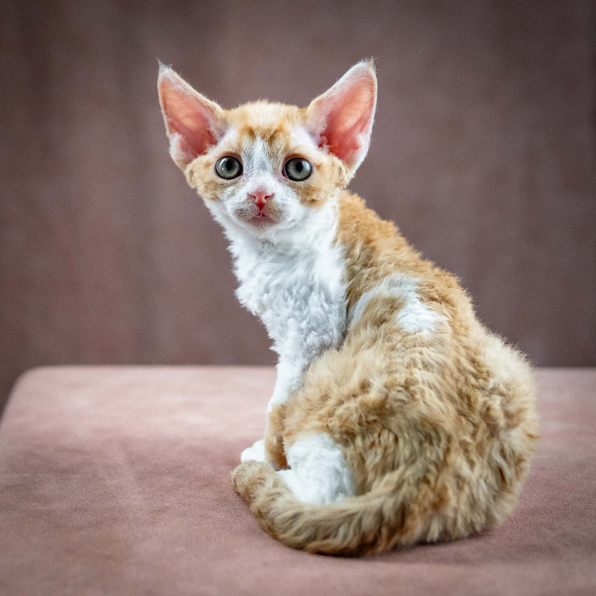 Gece, boy, born on 01.18.25. Devon Rex Pixie Cattery