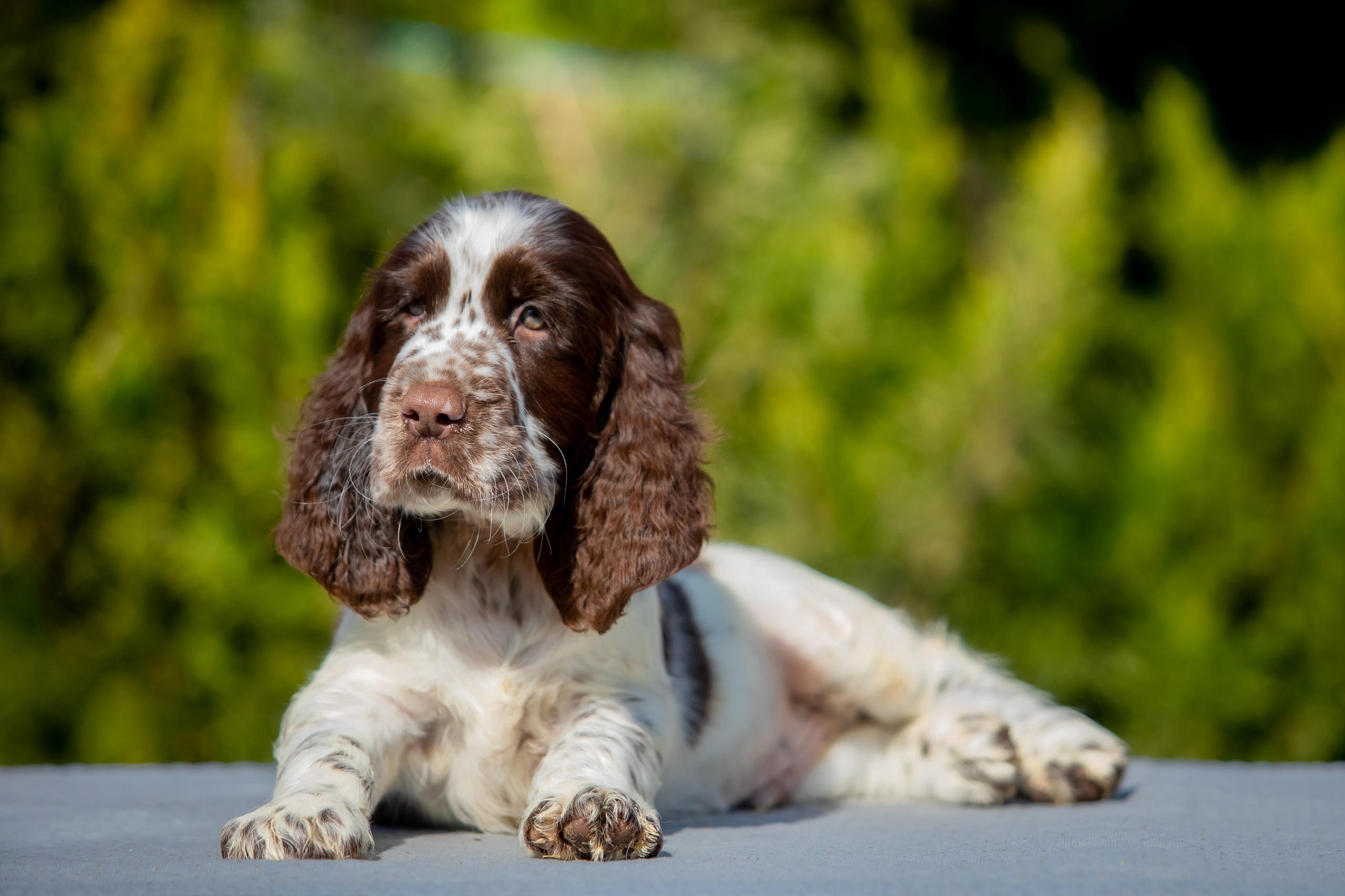 Male — Orange collar 🧡. Website of the titled stud dog of the Springer Spaniel breed
